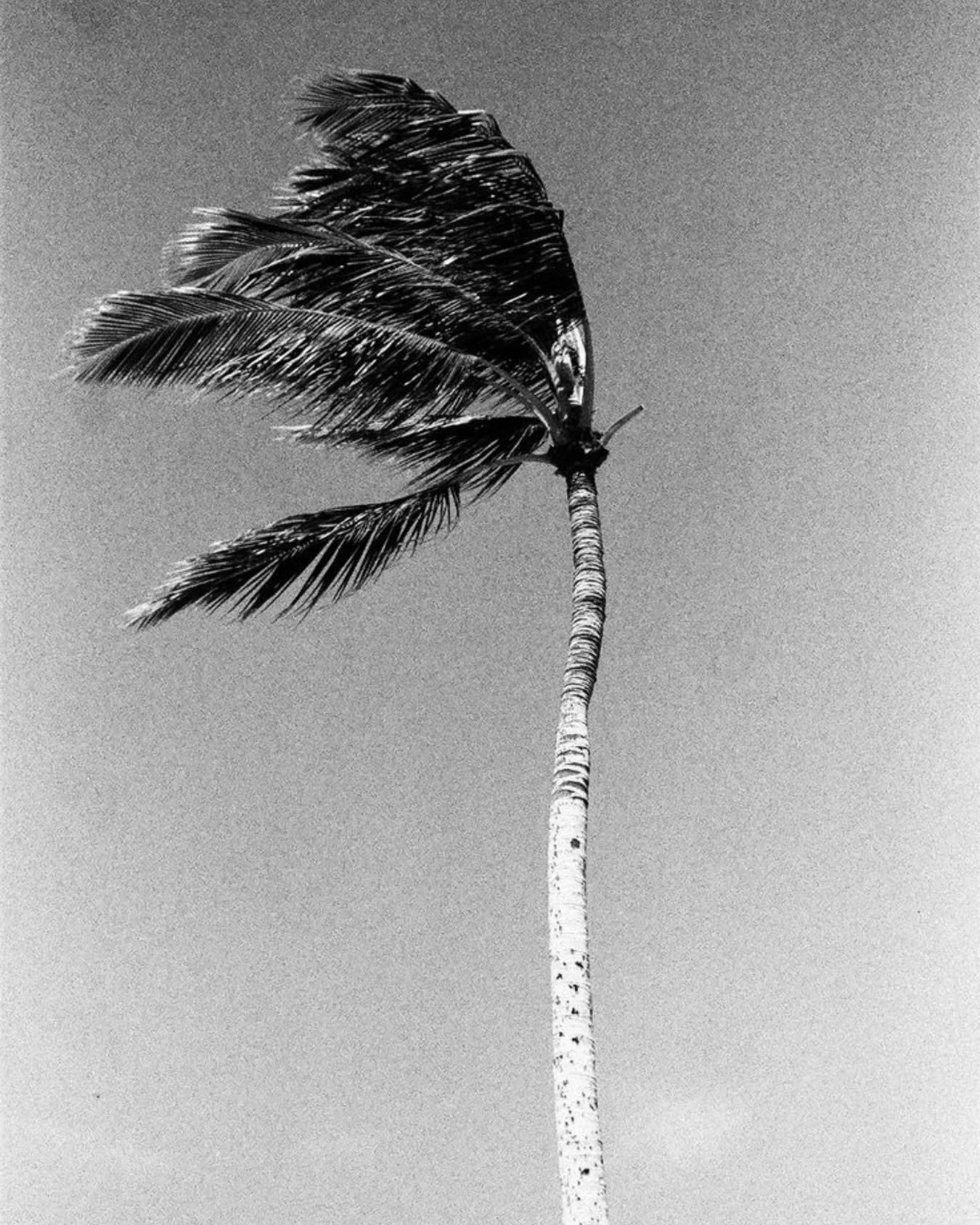 Lundi inspi #libre #anapalisboa