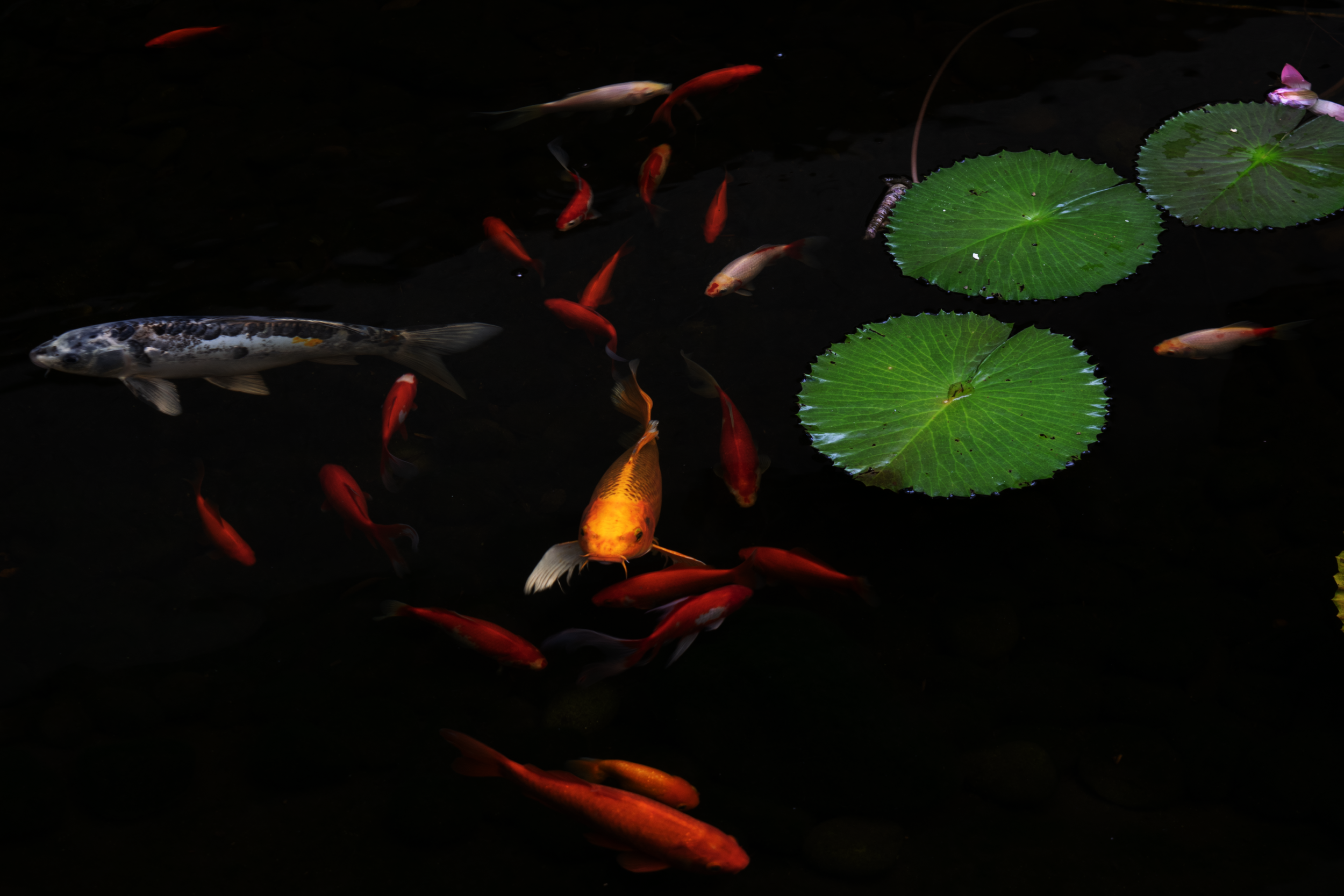 Colorful fish swimming in a dark pond with green lily pads.