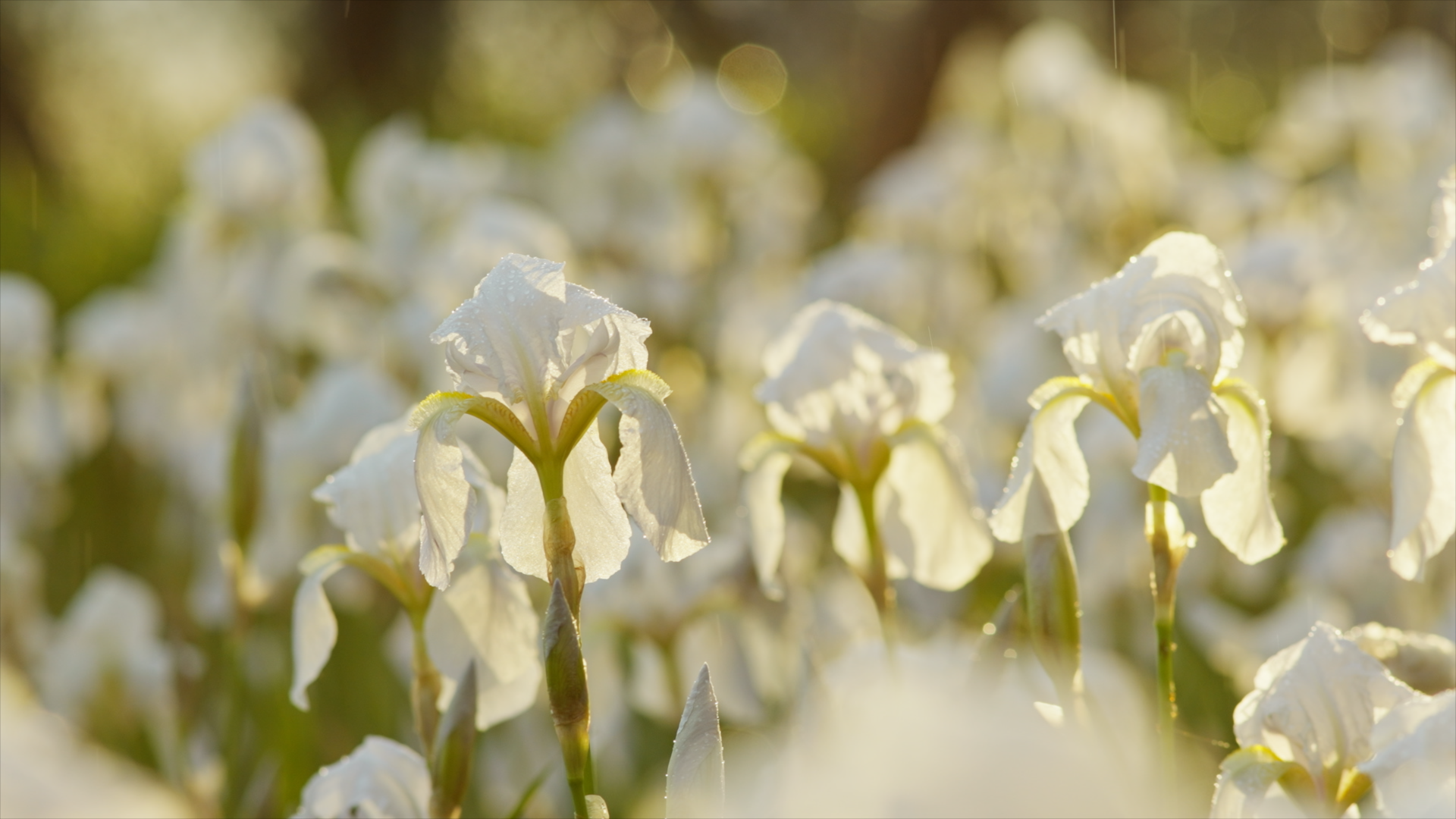 NEW DIOR IRIS GARDEN50.png