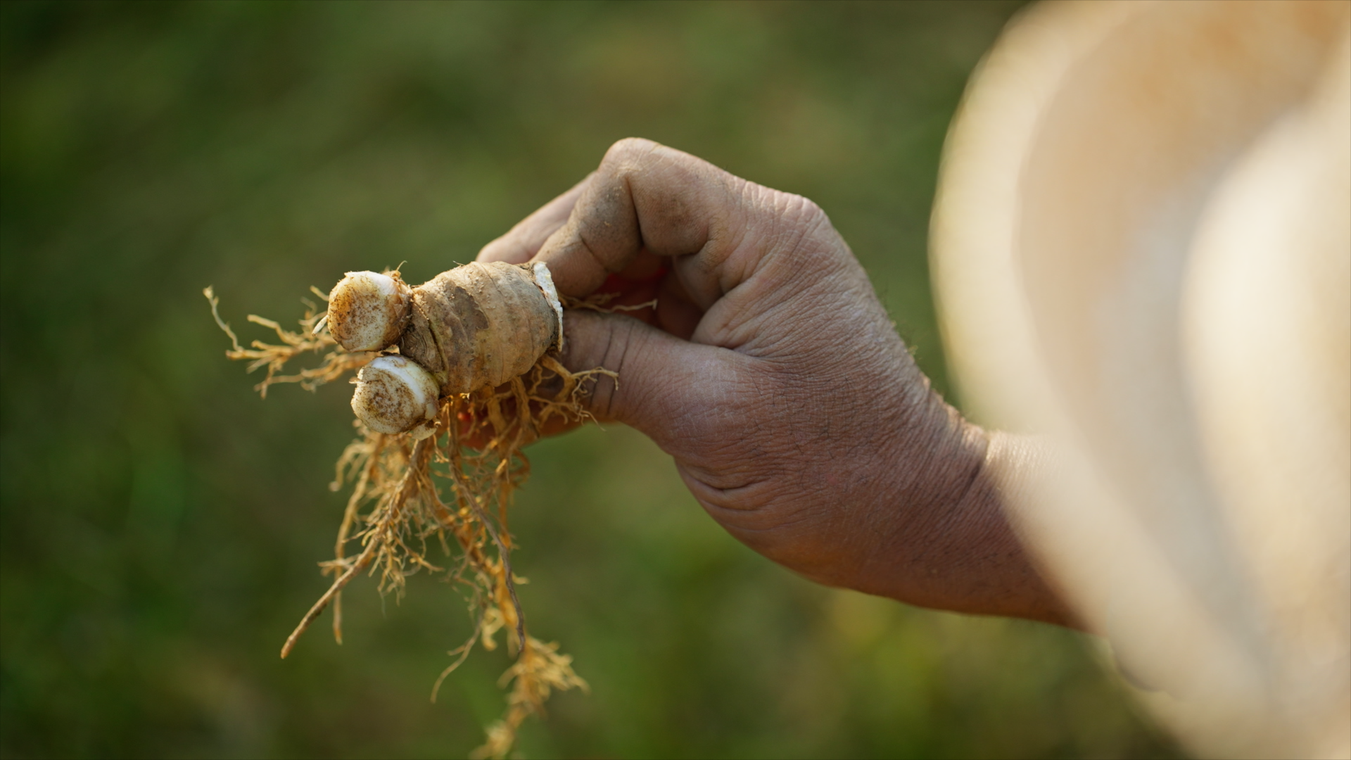 NEW DIOR IRIS GARDEN70.png