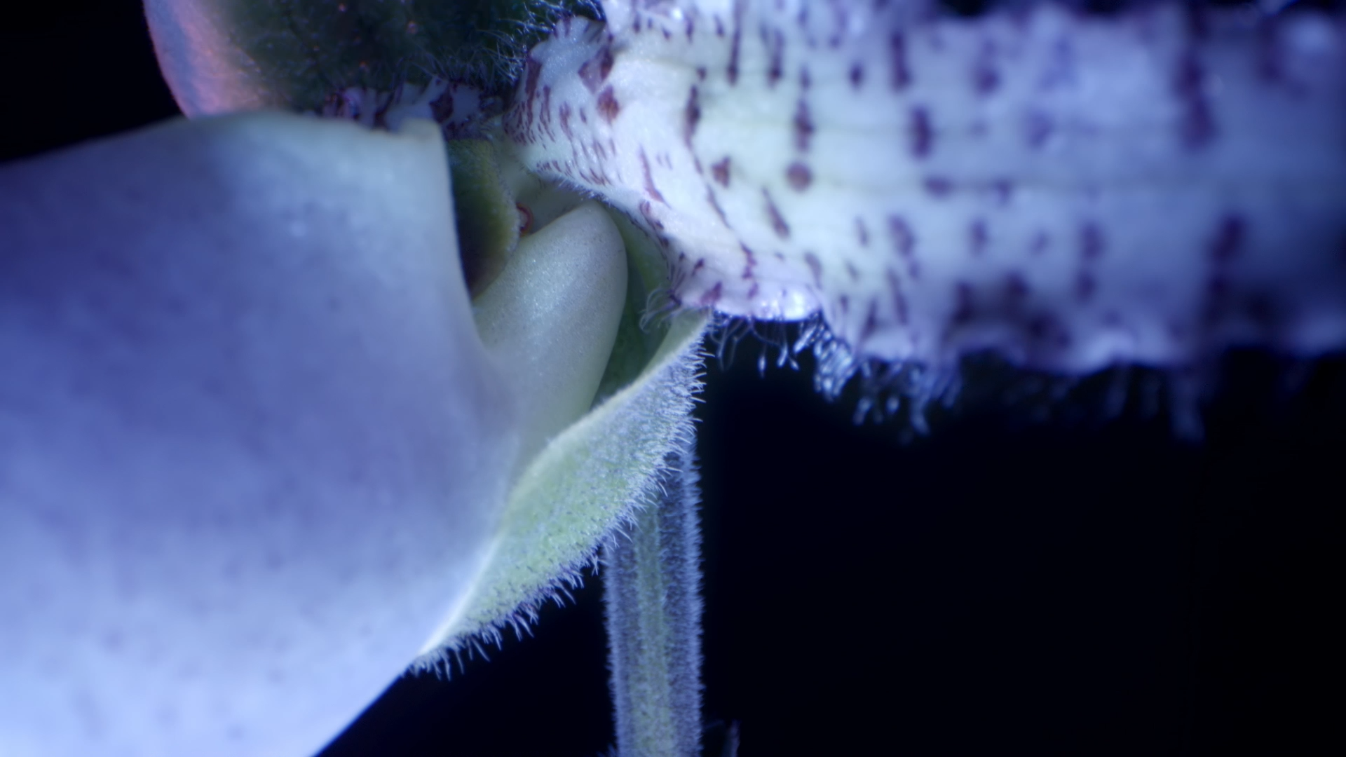 #1_GUERLAIN_TUTOS OI BLUE_OI_THE IMPERIAL FACIAL RITUAL_16-9_LIVRAISON.png80.png