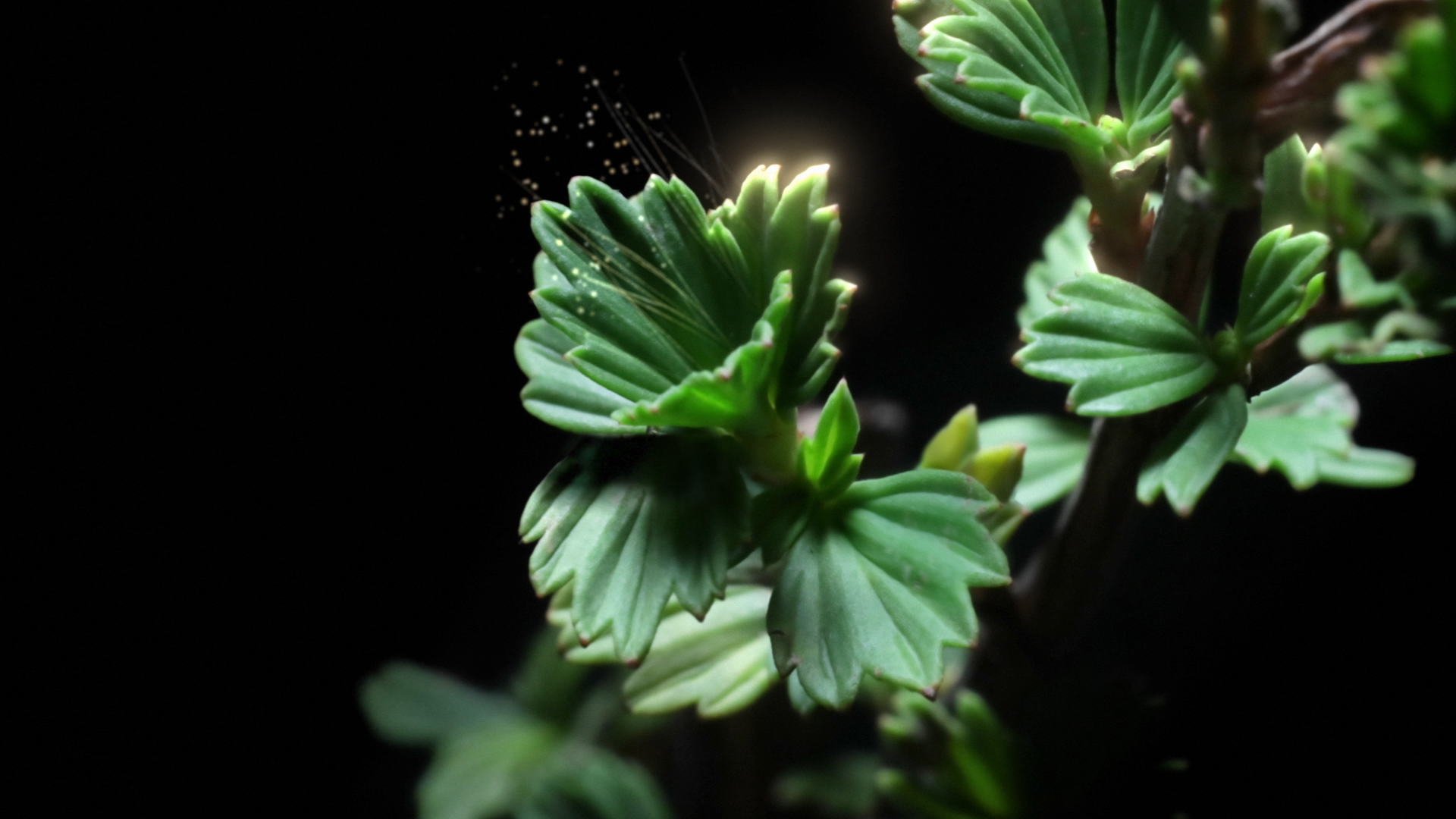 GIORGIO ARMANI_ROUTINE.png150.png