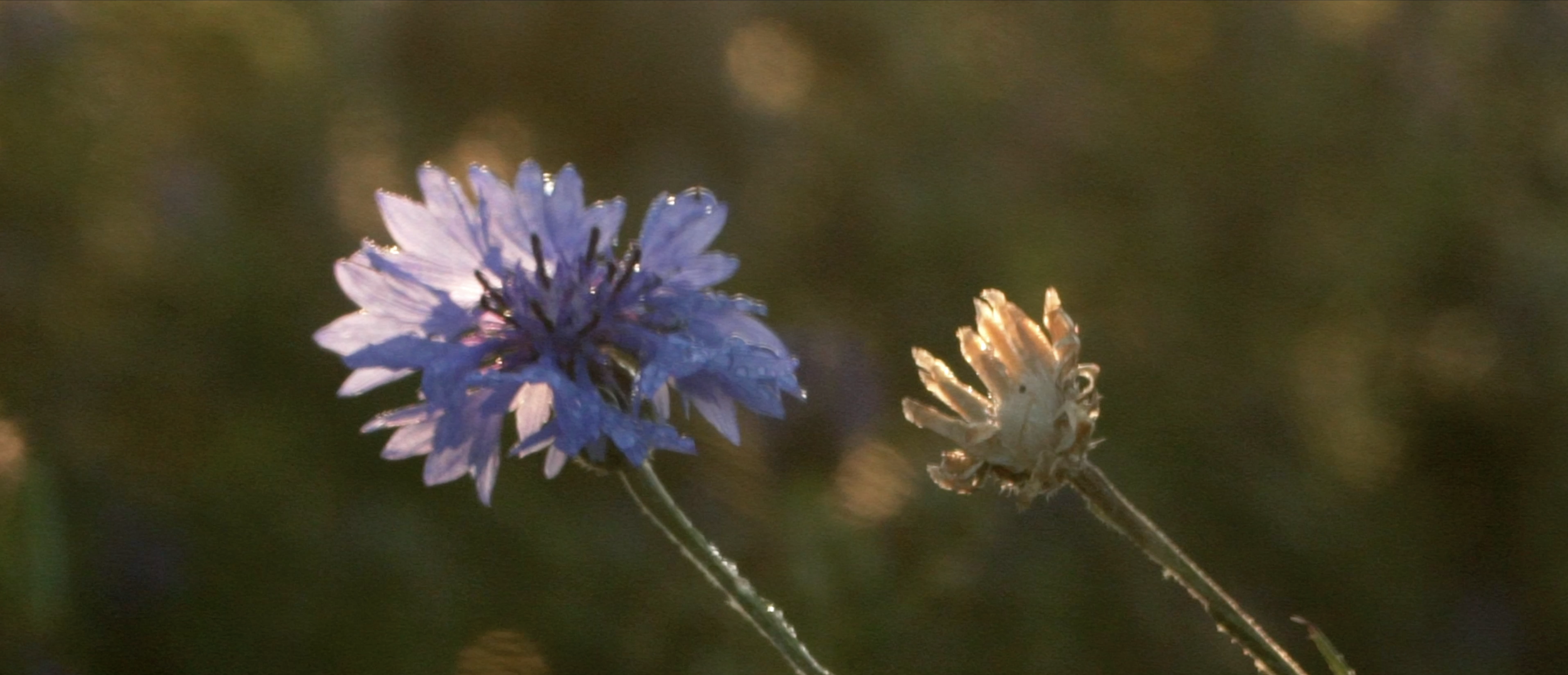 Capture d’écran 2025-11-20 à 15.42.23.png