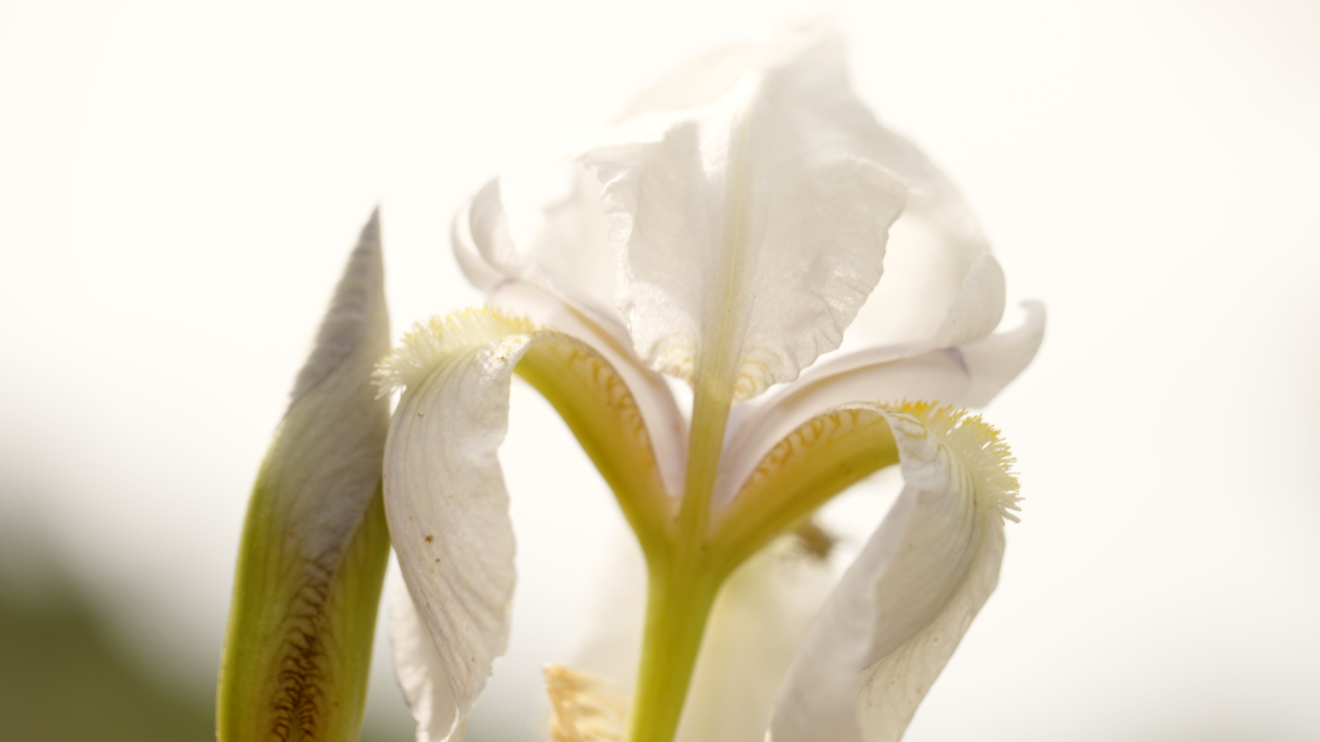 DIOR - IRIS GARDEN - TUSCANY