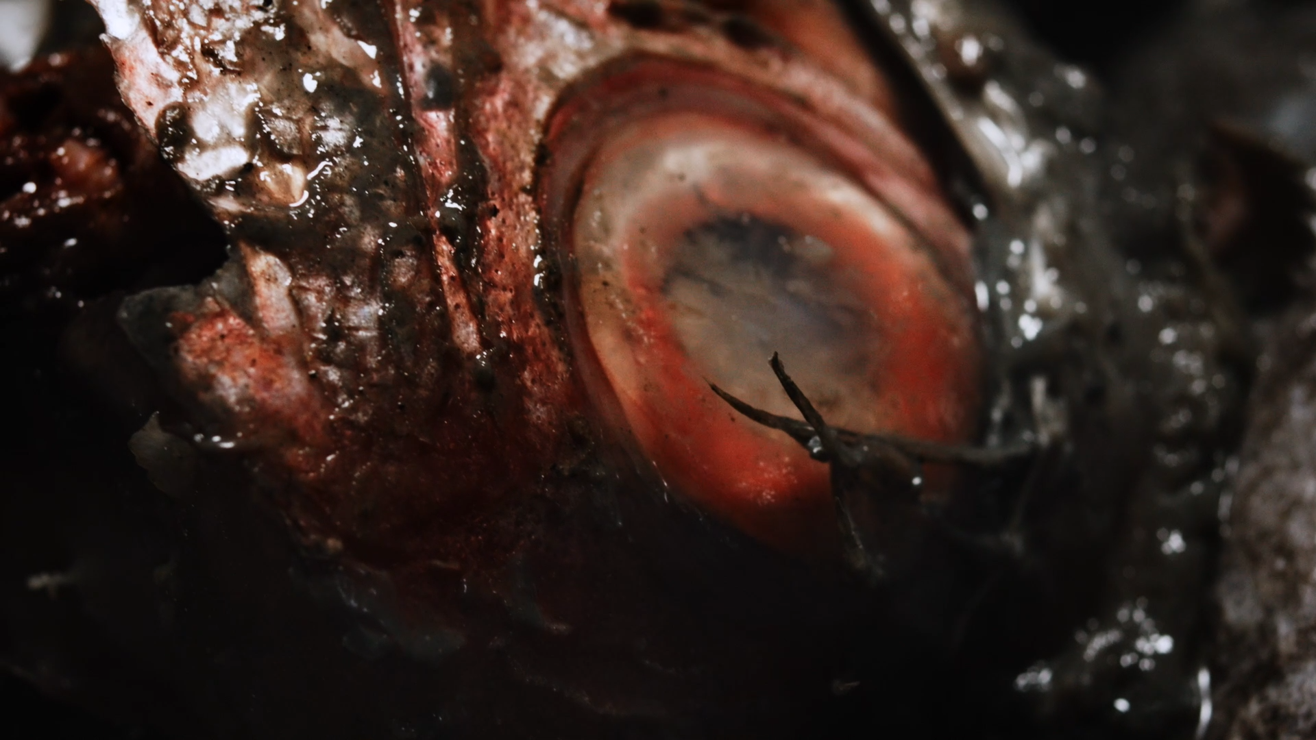 3_POST1_HALA DA FRANKIE2.png