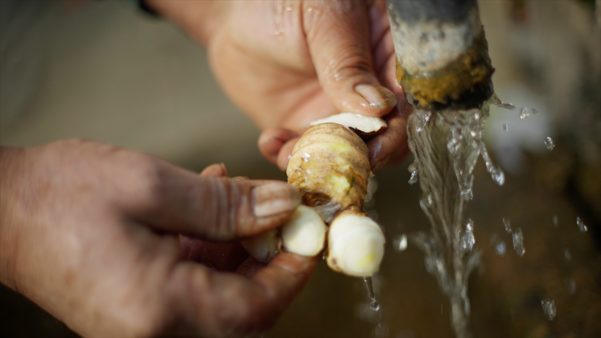 NEW DIOR IRIS GARDEN90.png