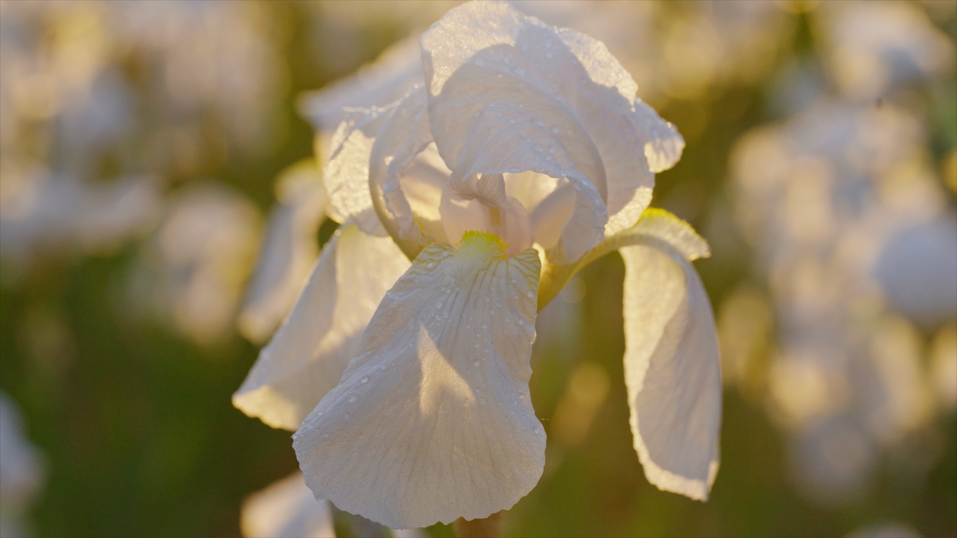 NEW DIOR IRIS GARDEN20.png