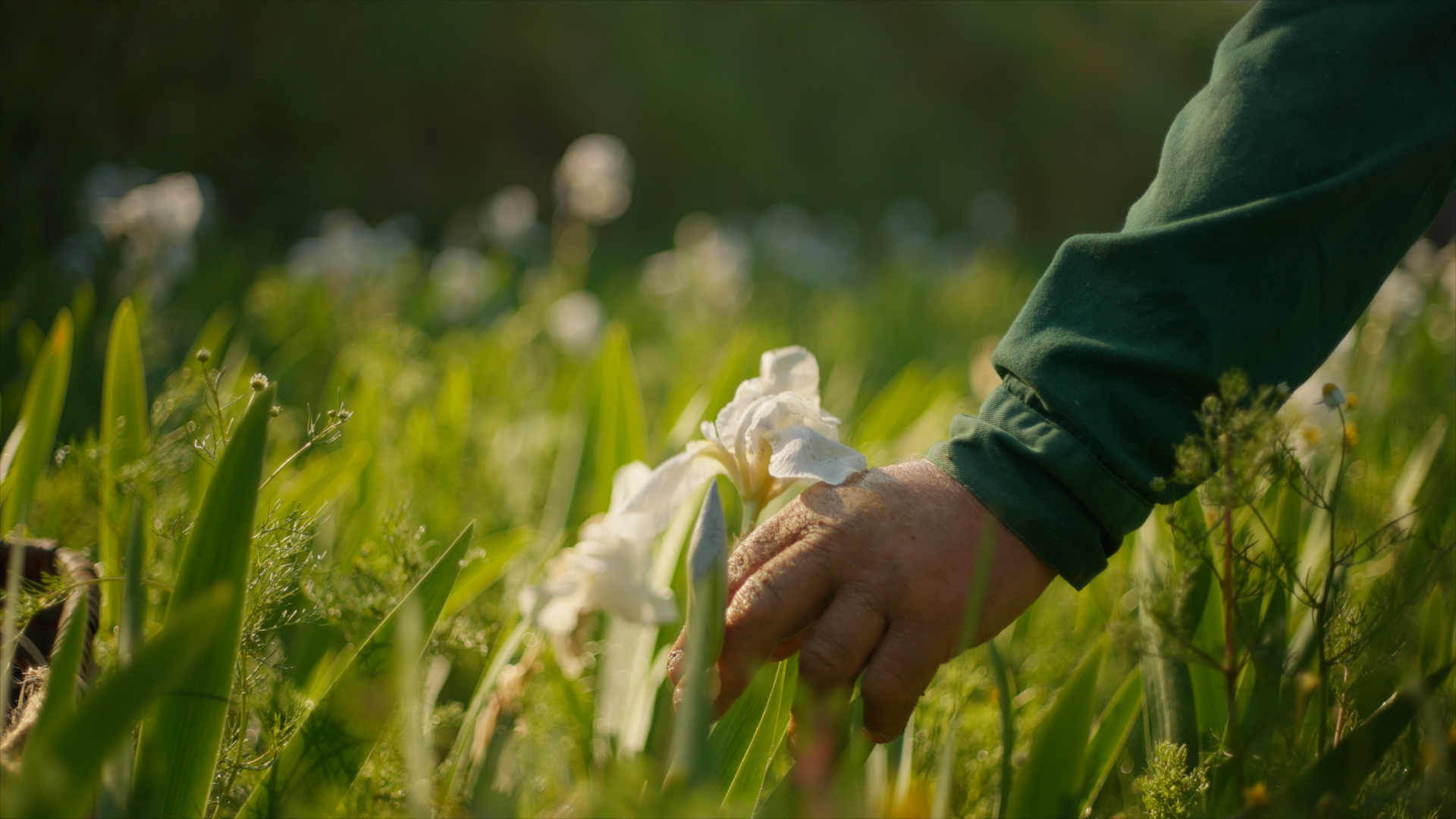 NEW DIOR IRIS GARDEN60.png