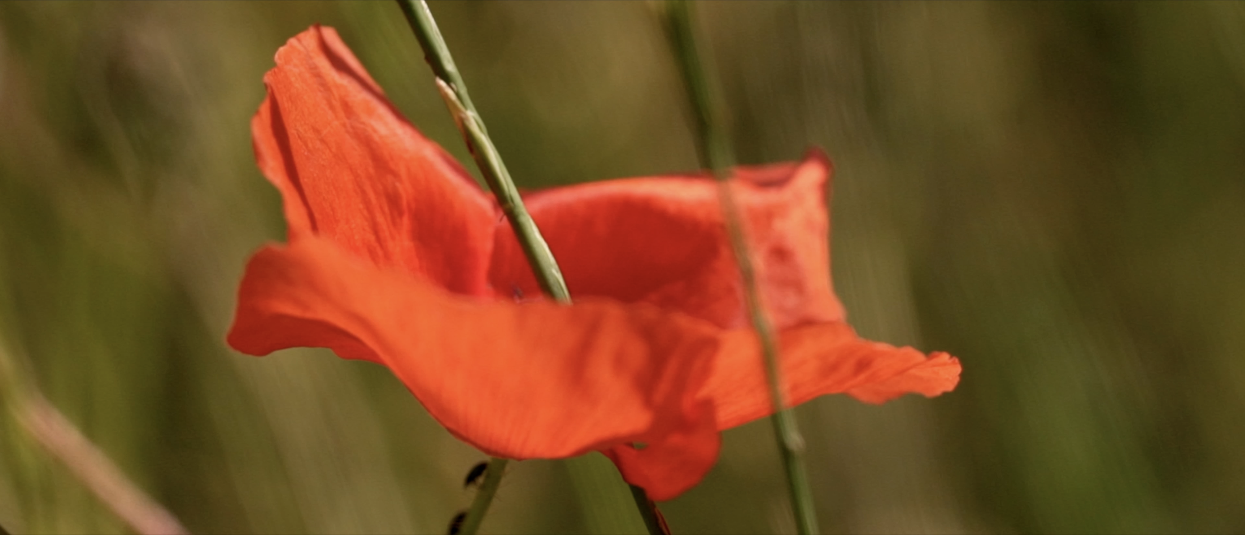 Capture d’écran 2025-11-20 à 15.42.08.png