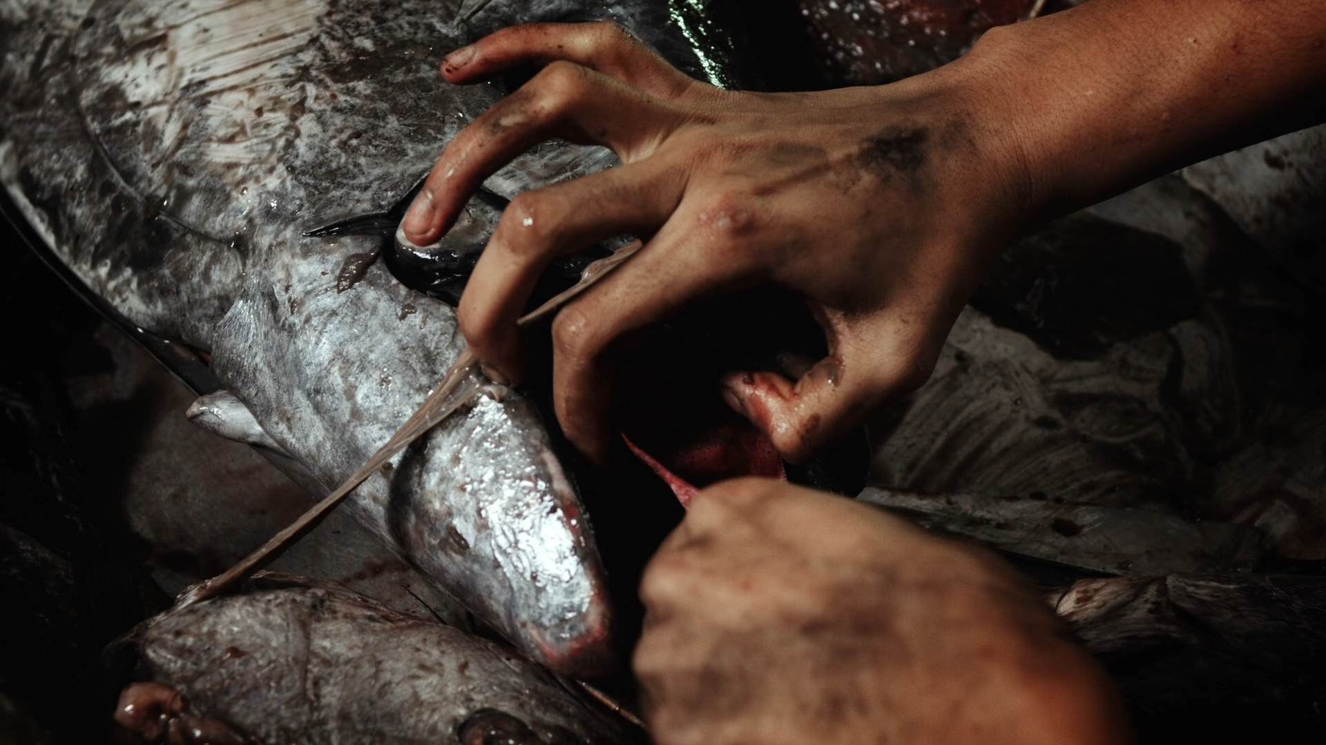 5_POST1_HALA DA FRANKIE5.png