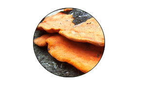 Close-up of two sweet potato slices on a dark surface.