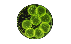 Close-up of green circular bacteria or cells under a microscope.