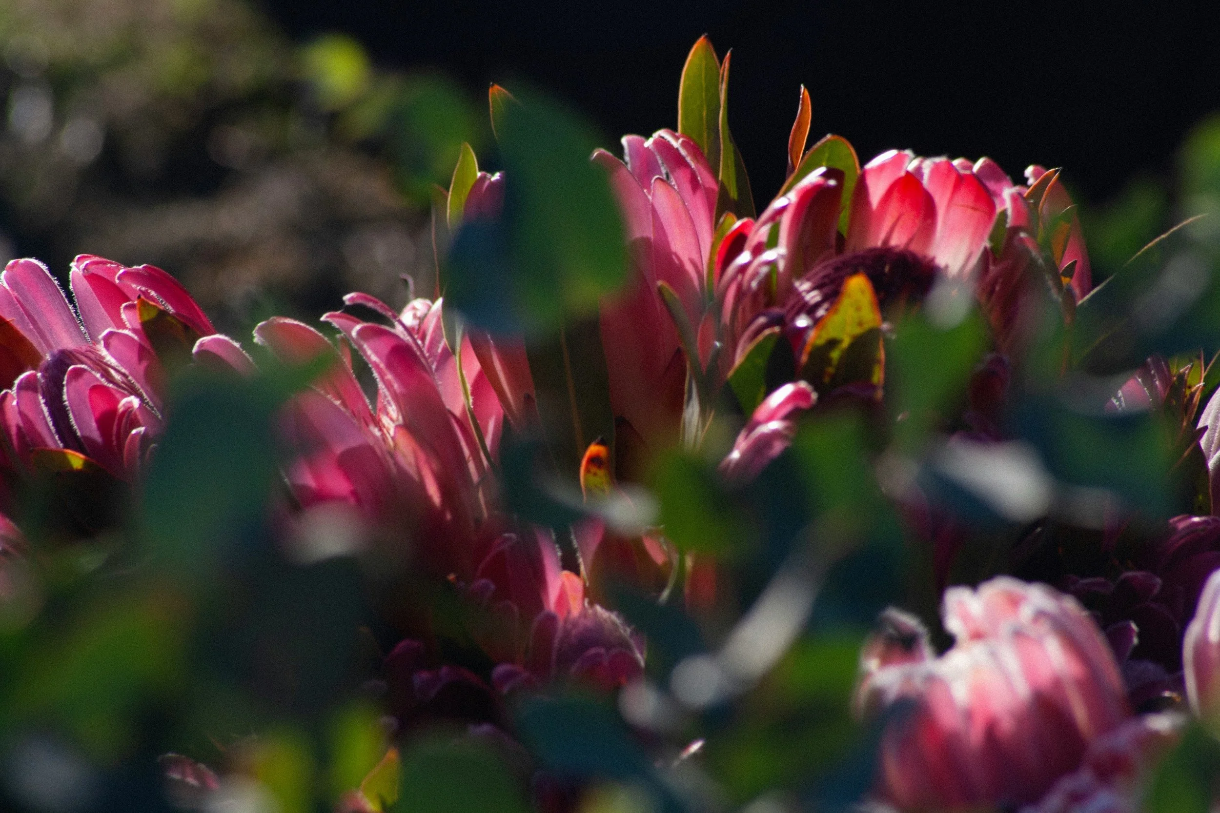 A $2,500 Grant Brings a Native Plant Garden to WARM