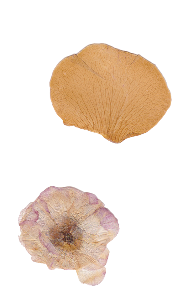 Two dried flower petals, one a light brown with veined texture and the other a faded purple with curled edges.