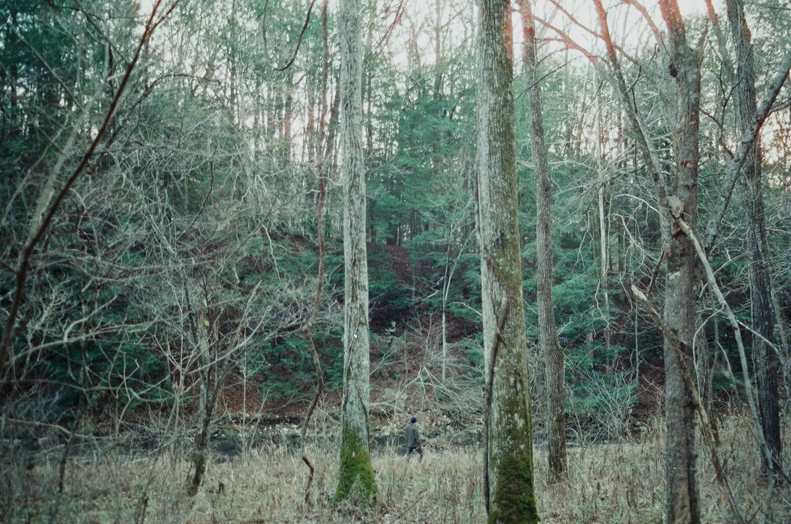 File 00004.jpg