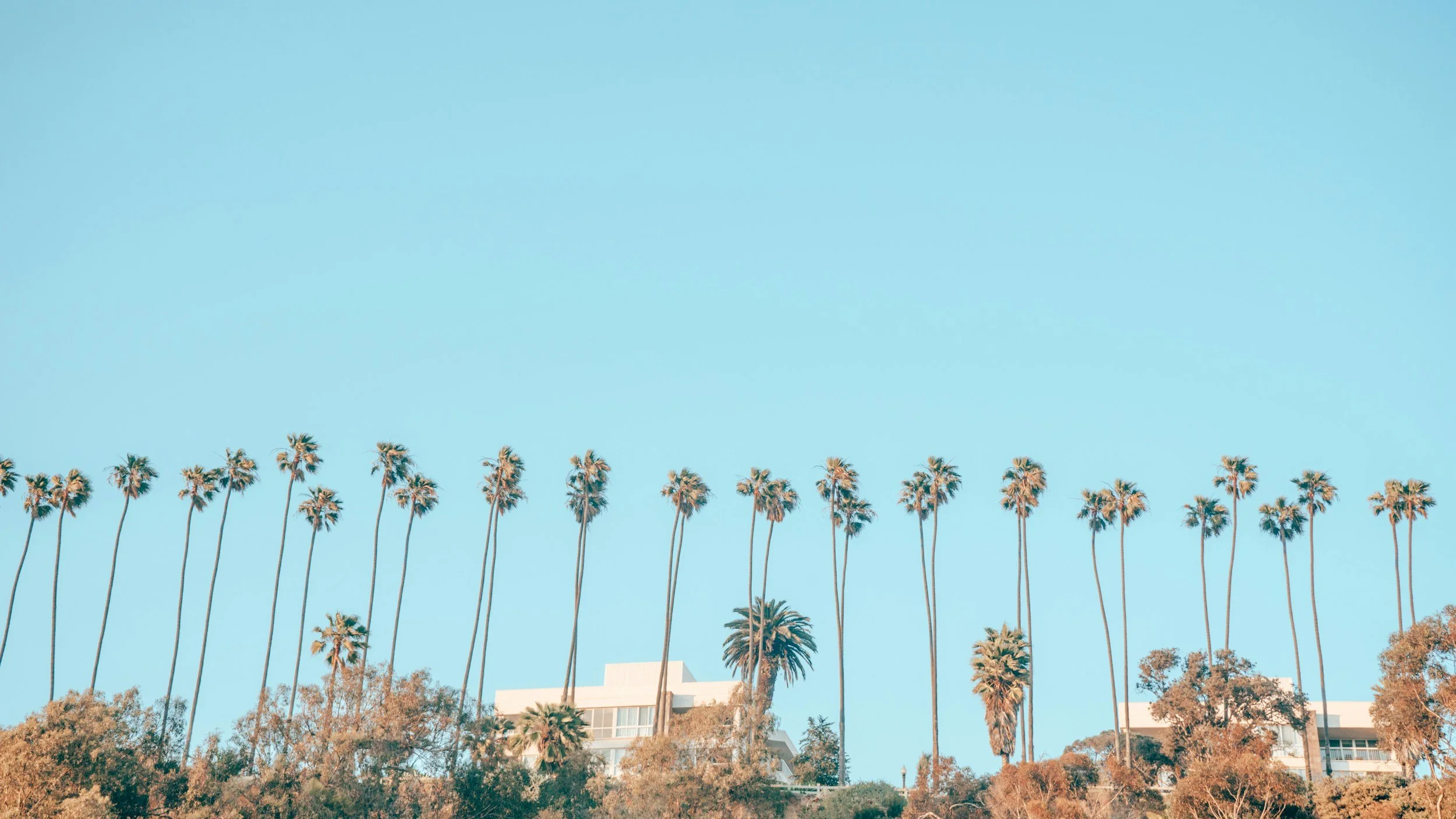 Skyline with tall palm trees and modern buildings beneath a clear blue sky