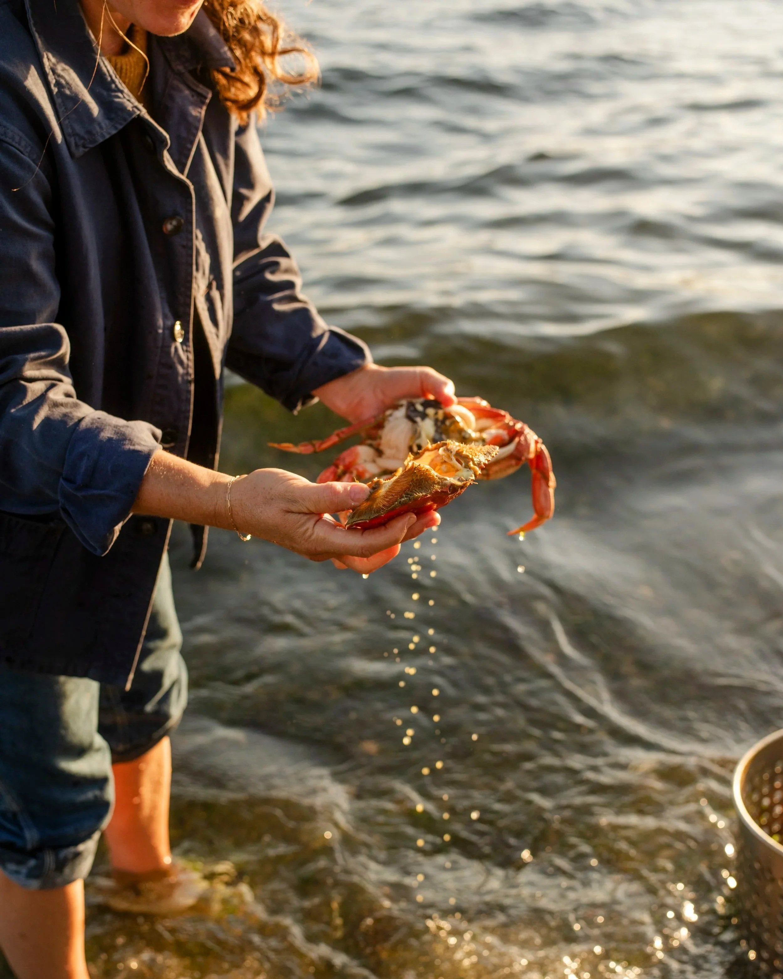A person holding a freshly caught lobster by the water during sunset.