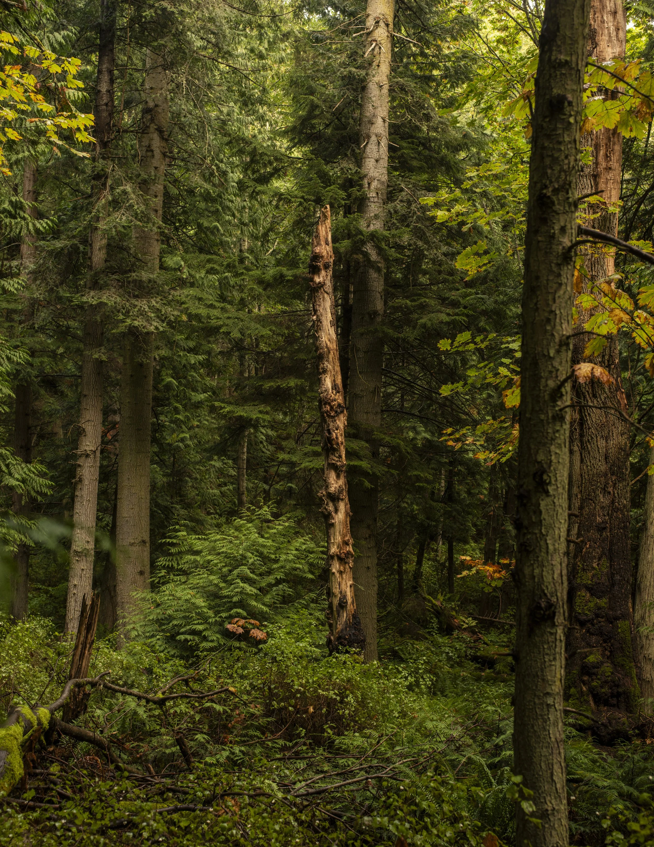 Winward_Lummi-8971.jpg
