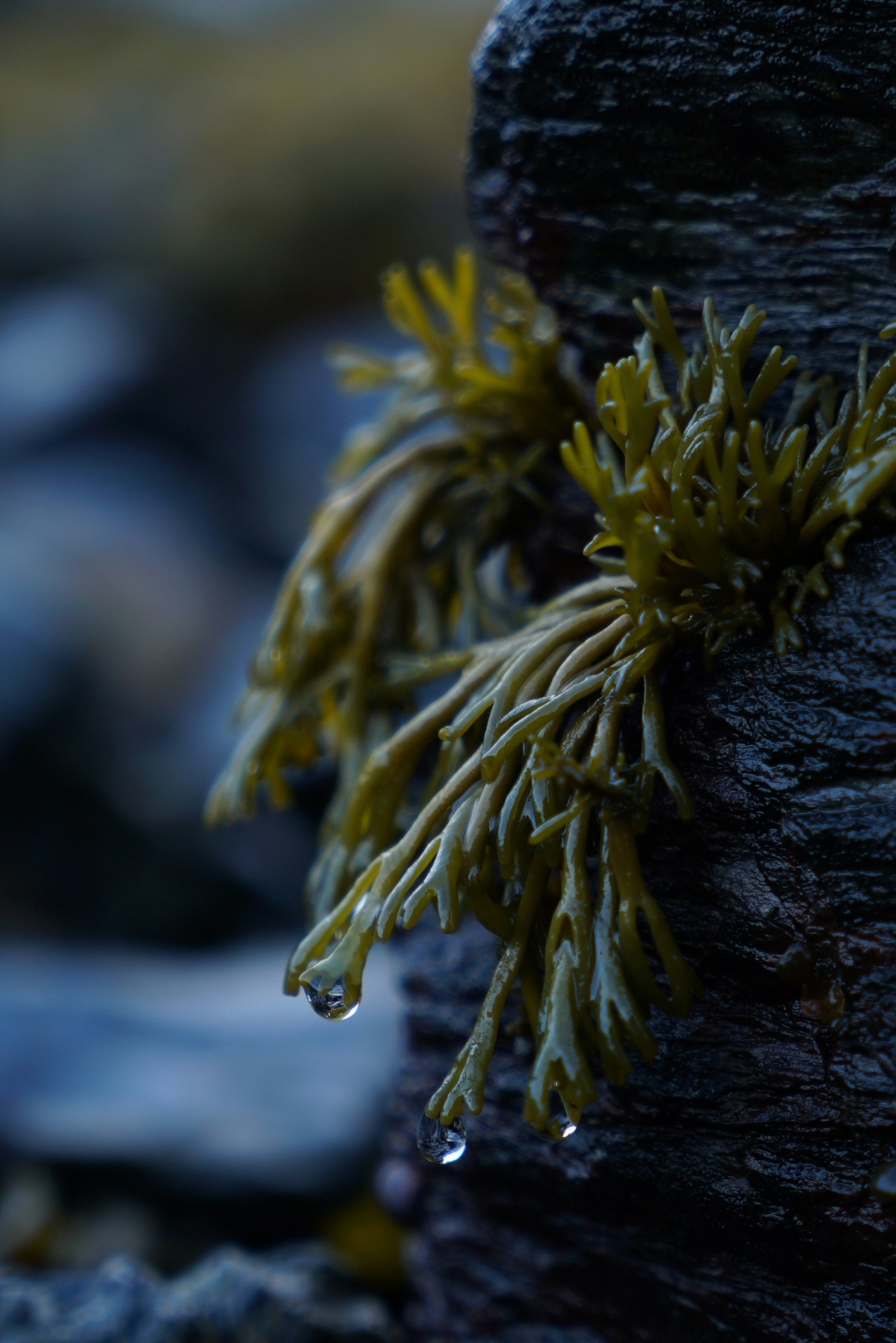 Close-up of seaweed attached to a wet rock with water droplets hanging from the tips in a natural coastal environment.