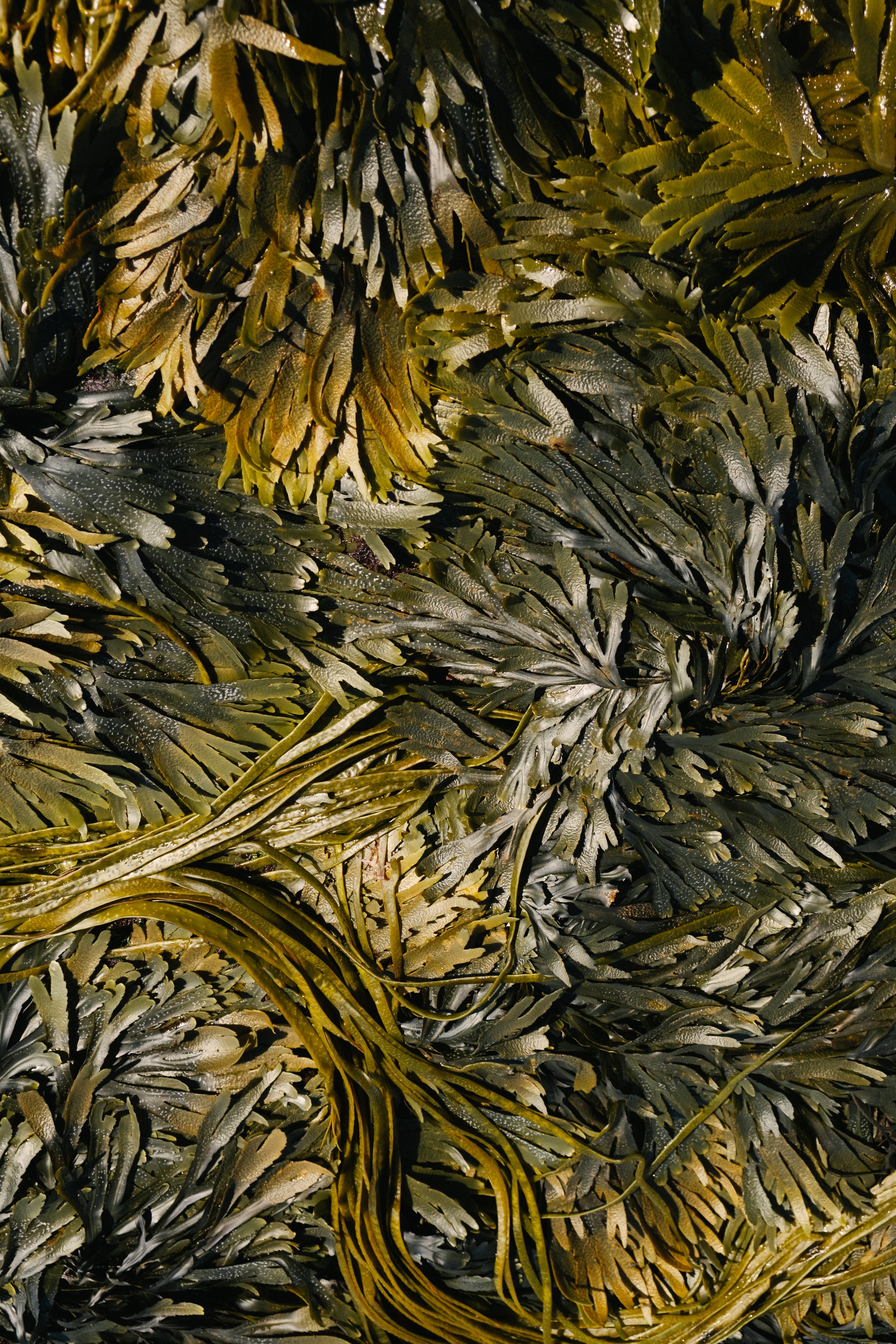 Forgotten Skills: Sea- May 3rd