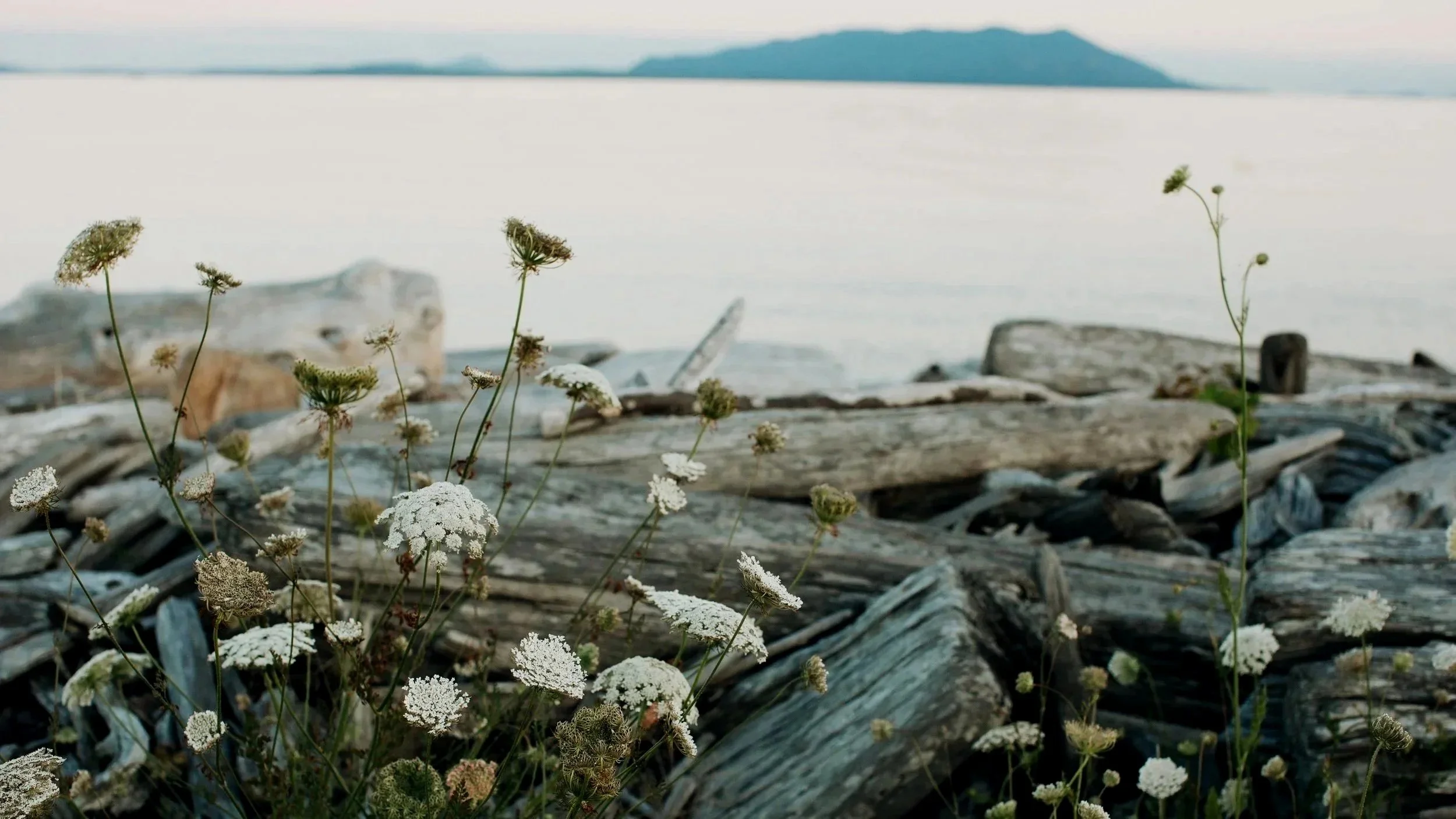 Close-up of white wildflowers growing among weathered driftwood on a beach with water and distant land in the background.