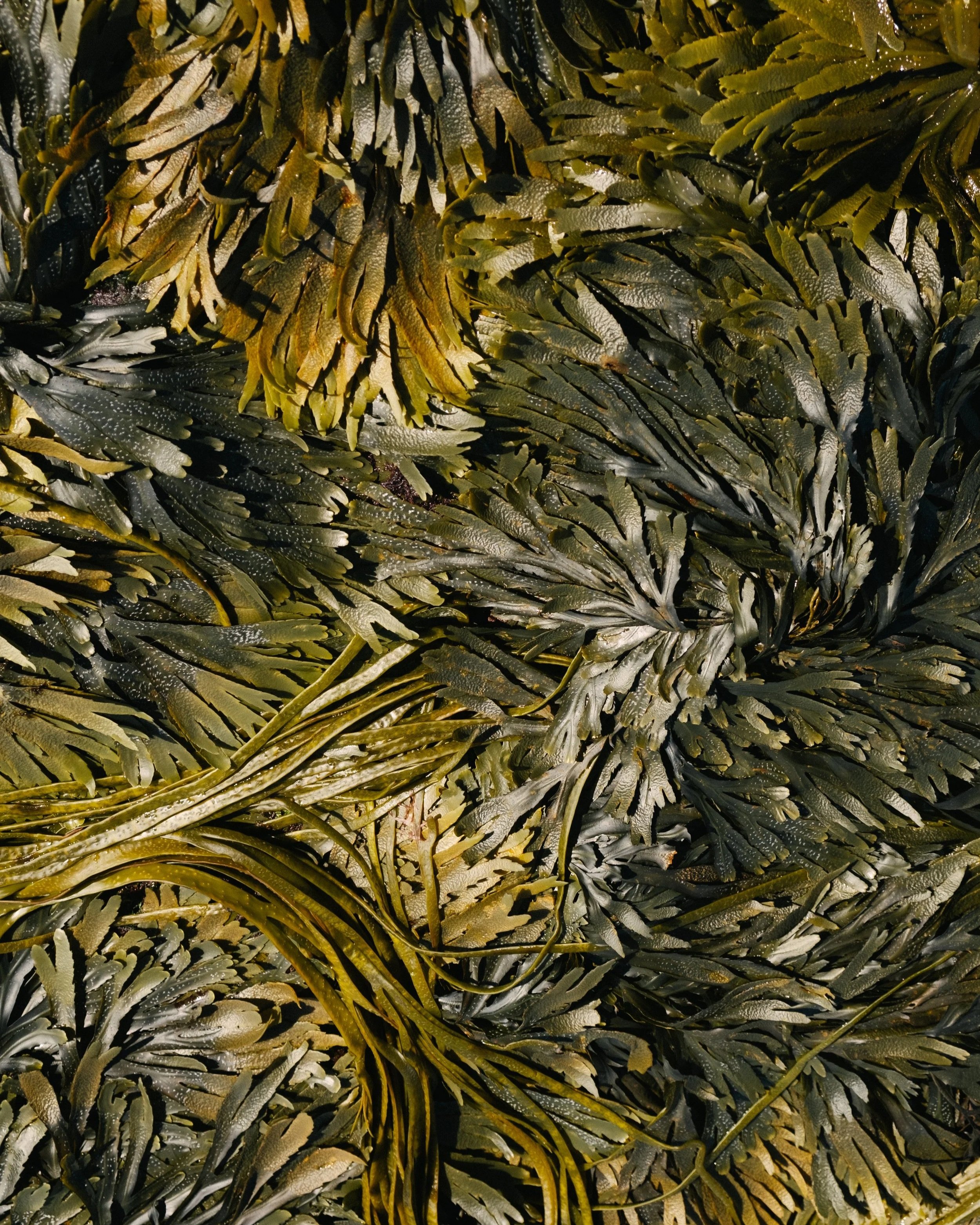 Close-up of green and yellow fern leaves with some water droplets.