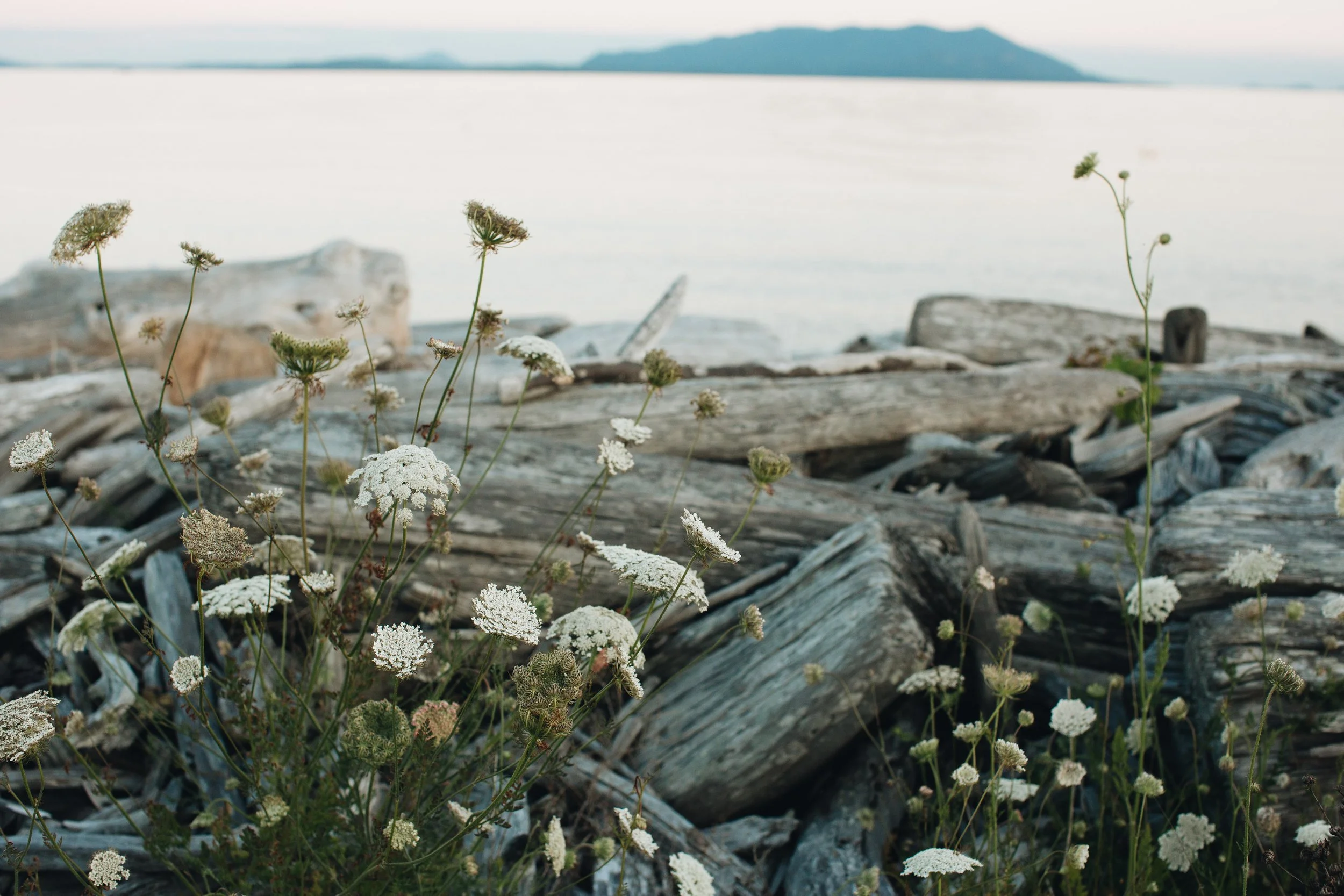 Wildflowers growing in front of driftwood on a beach with water and mountains in the background.