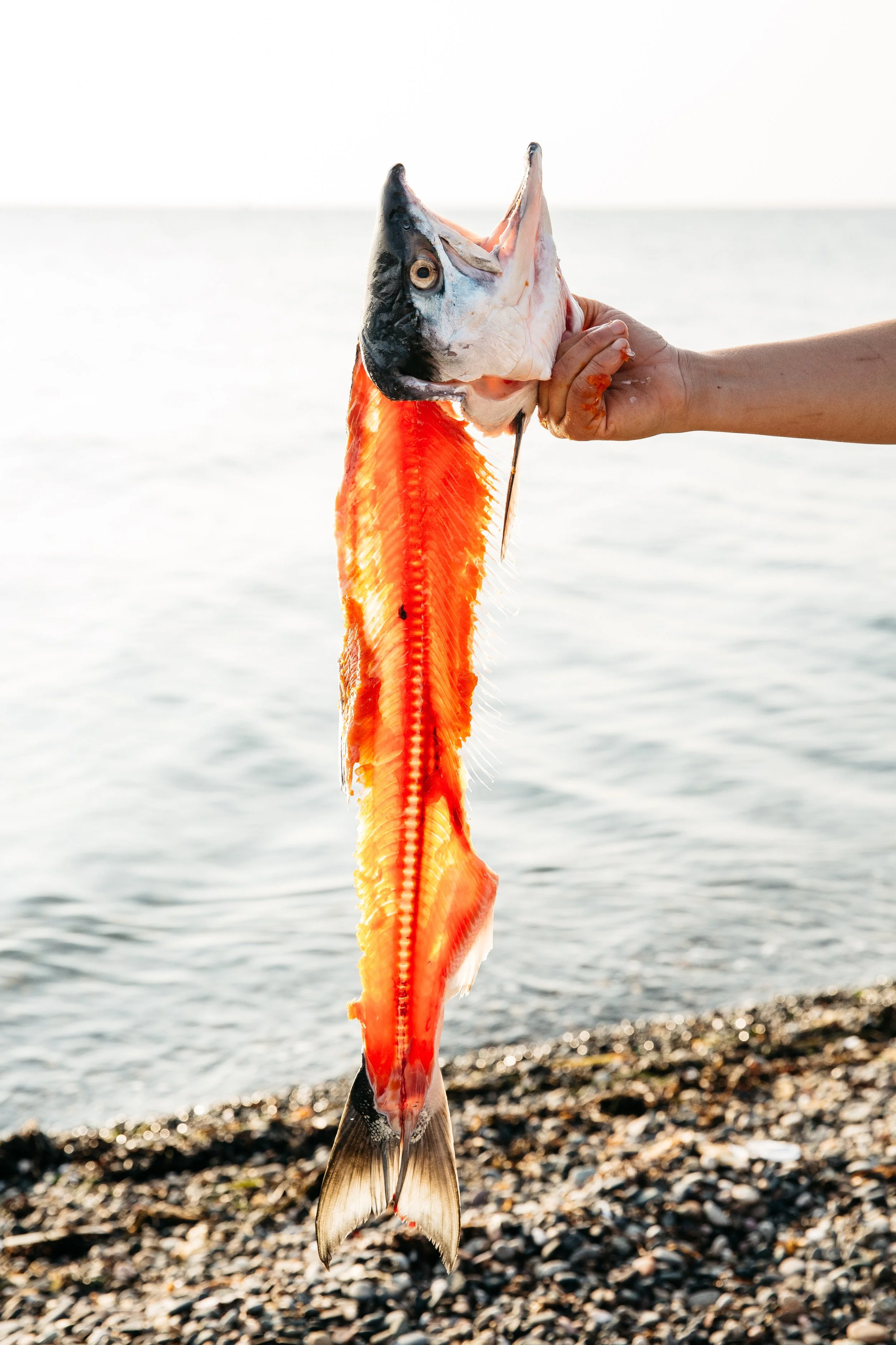 Person holding a fish with a fish head and orange, striped, elongated body, near a rocky shoreline with water in the background.