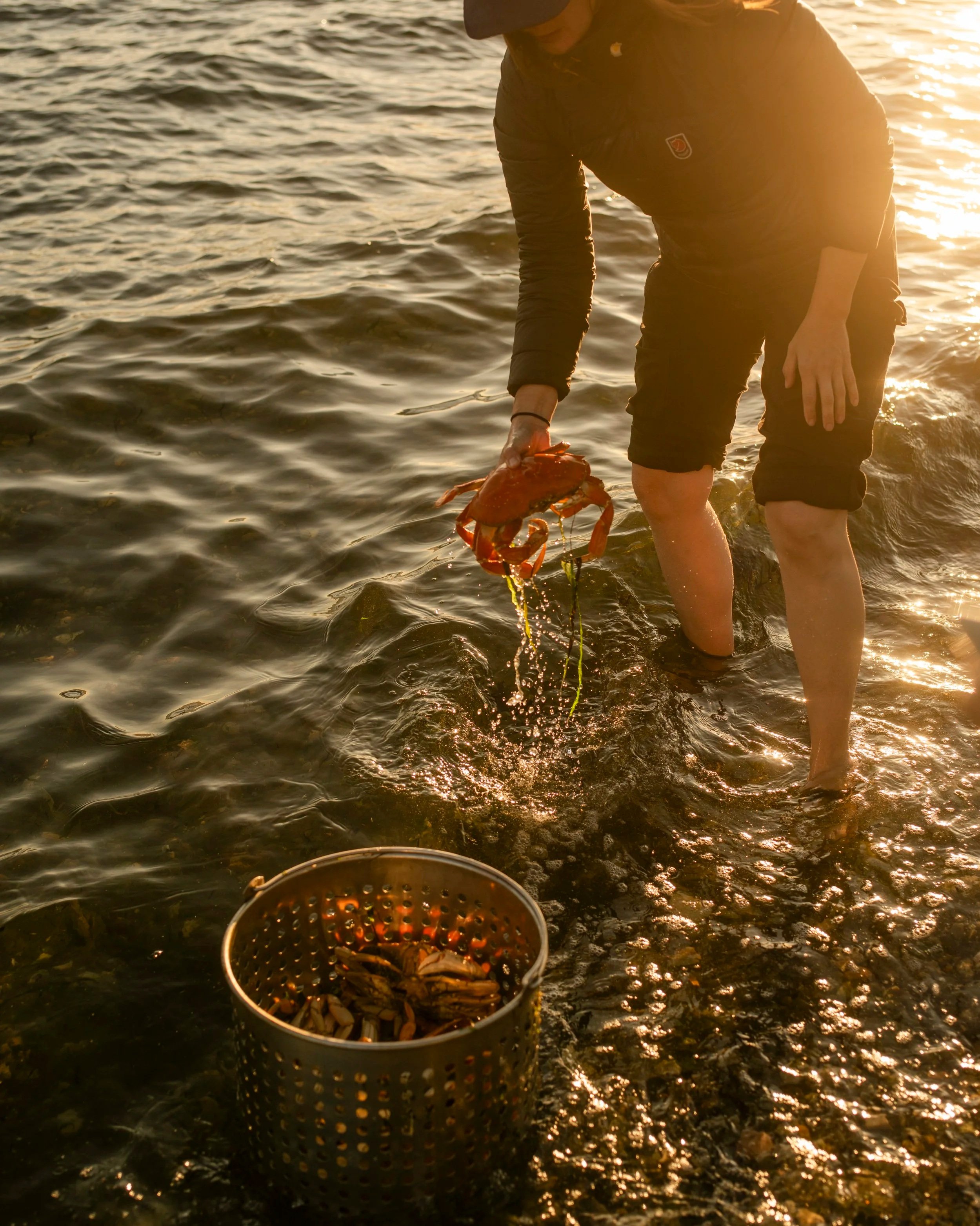 Person standing in the water holding a crab with a bucket of crabs nearby, during sunset.