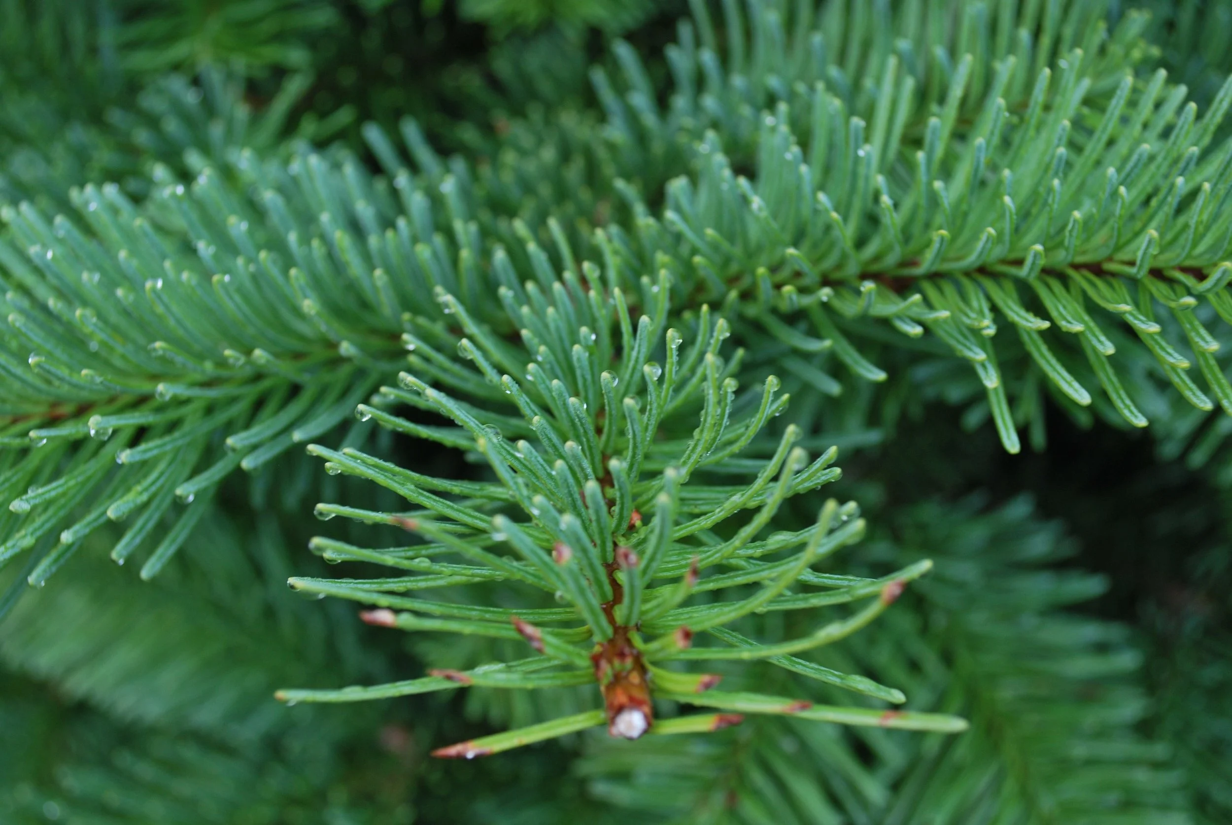 Close-up of green Noble fir tree branches with needles.