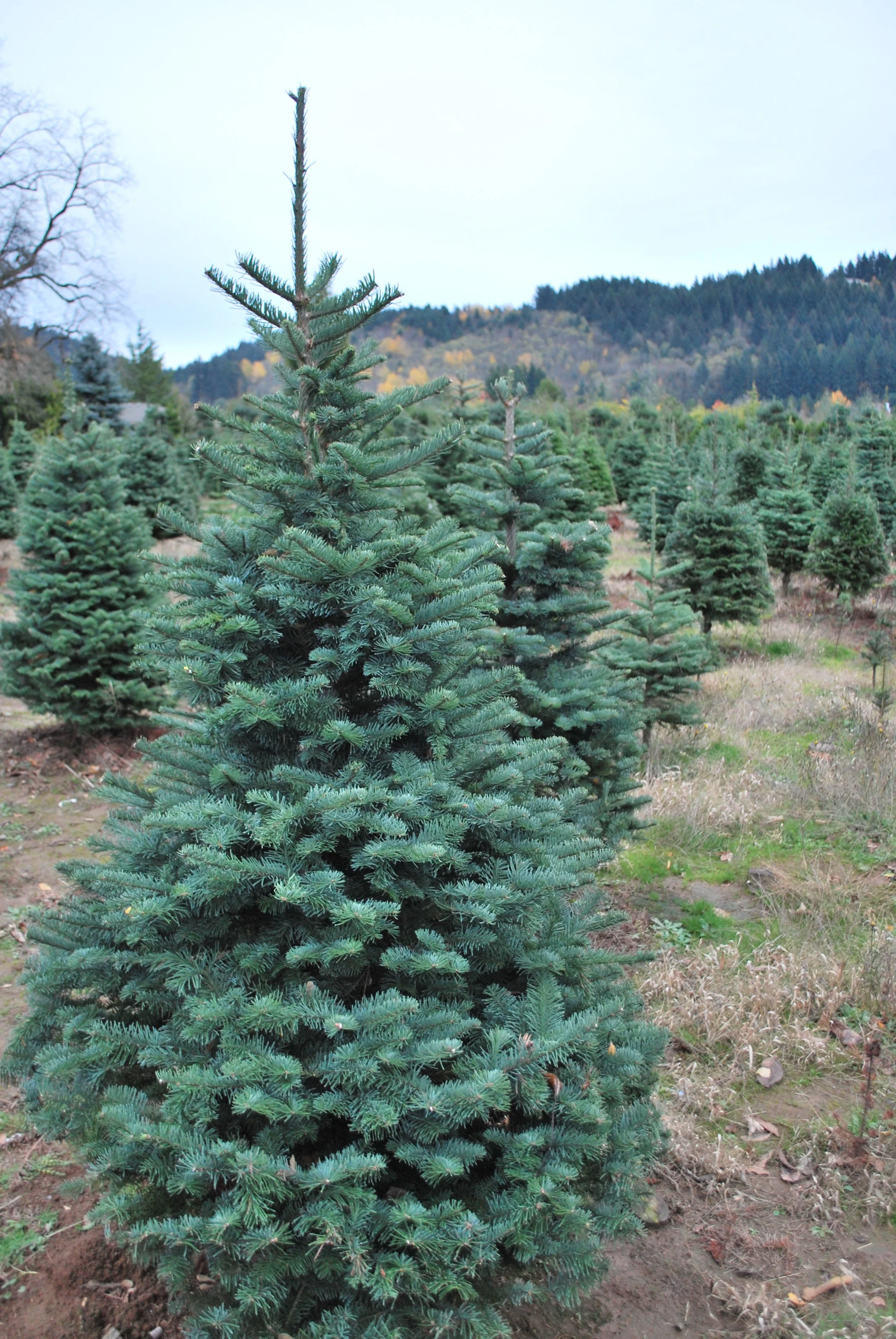 Green Noble fir Christmas tree in a field with more trees and mountains in the background.