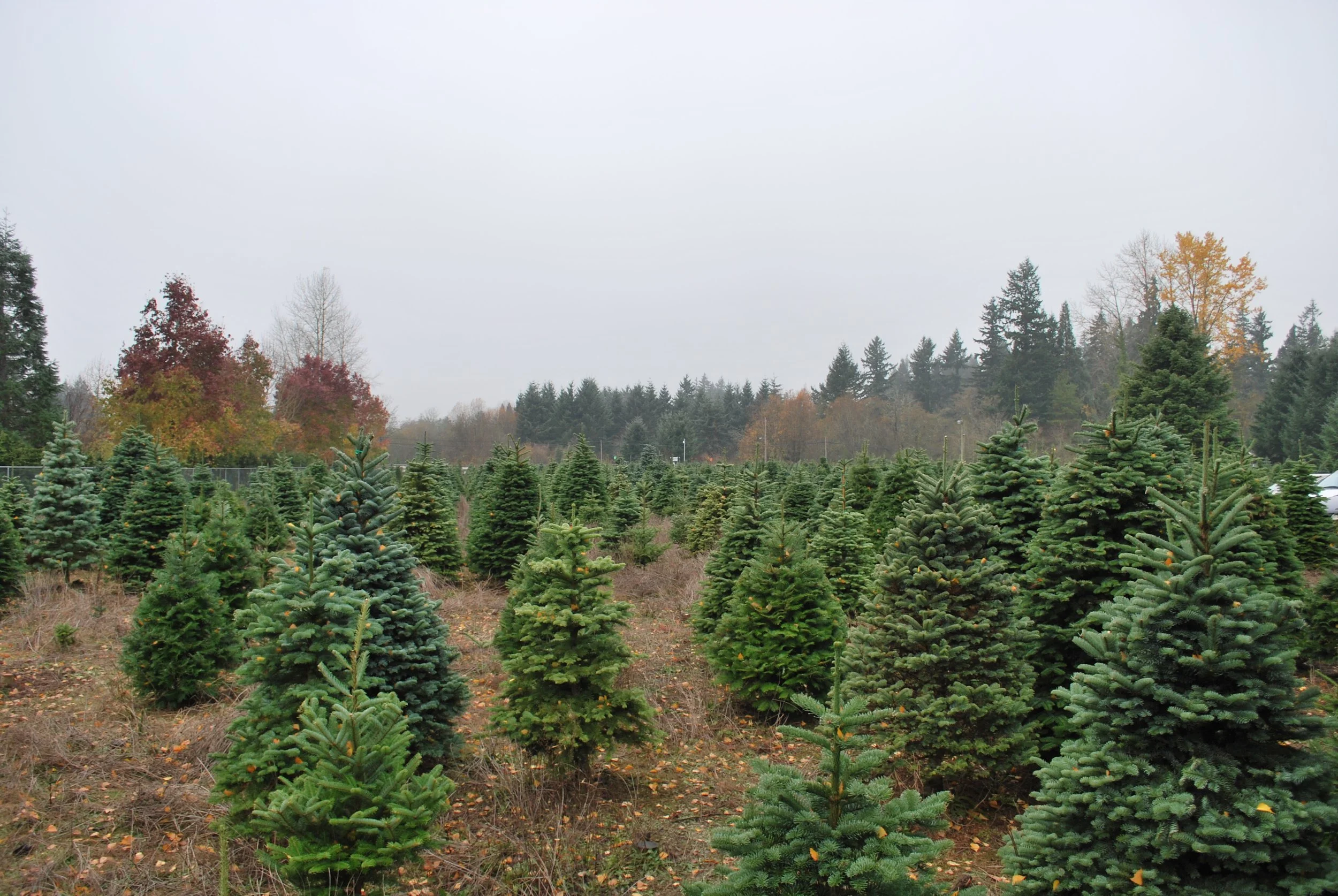 A large outdoor Christmas tree lot with rows of small to medium-sized evergreen trees, with a background of taller trees and an overcast sky.