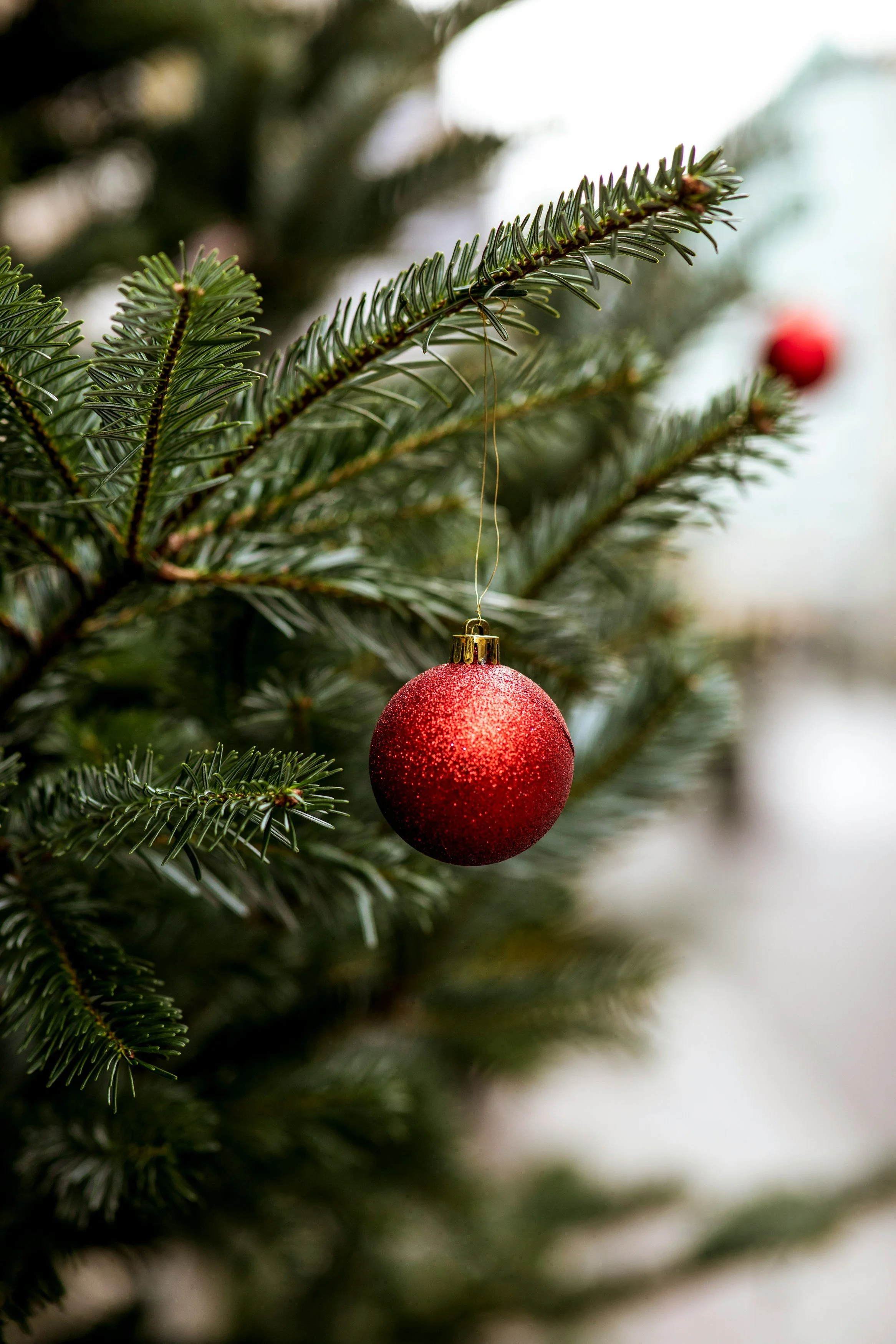 Close-up of a Christmas tree branch with a red glittery ornament hanging from a gold string.