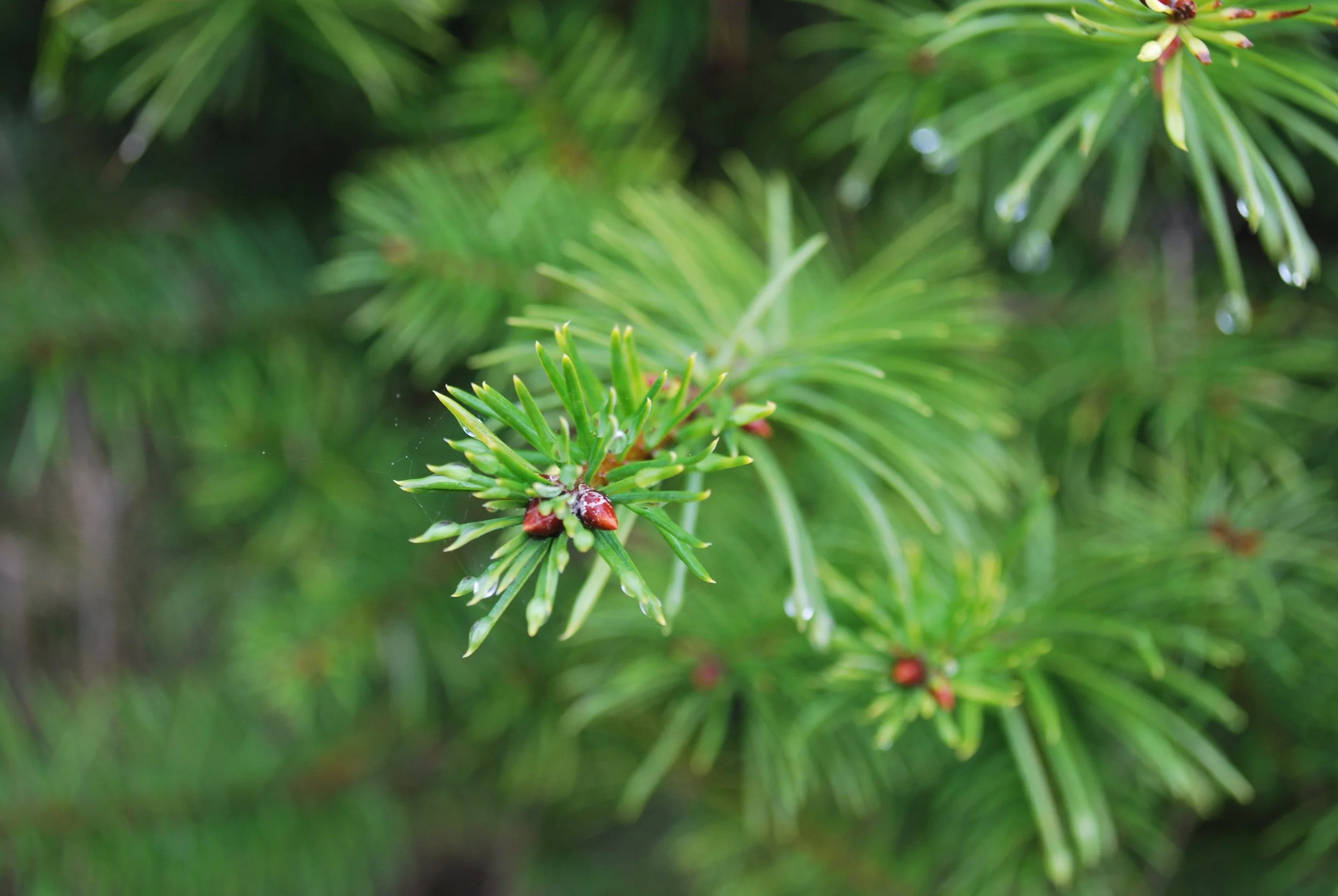Green Douglas fir tree branches with needles and small buds, with drops of water on some needles.