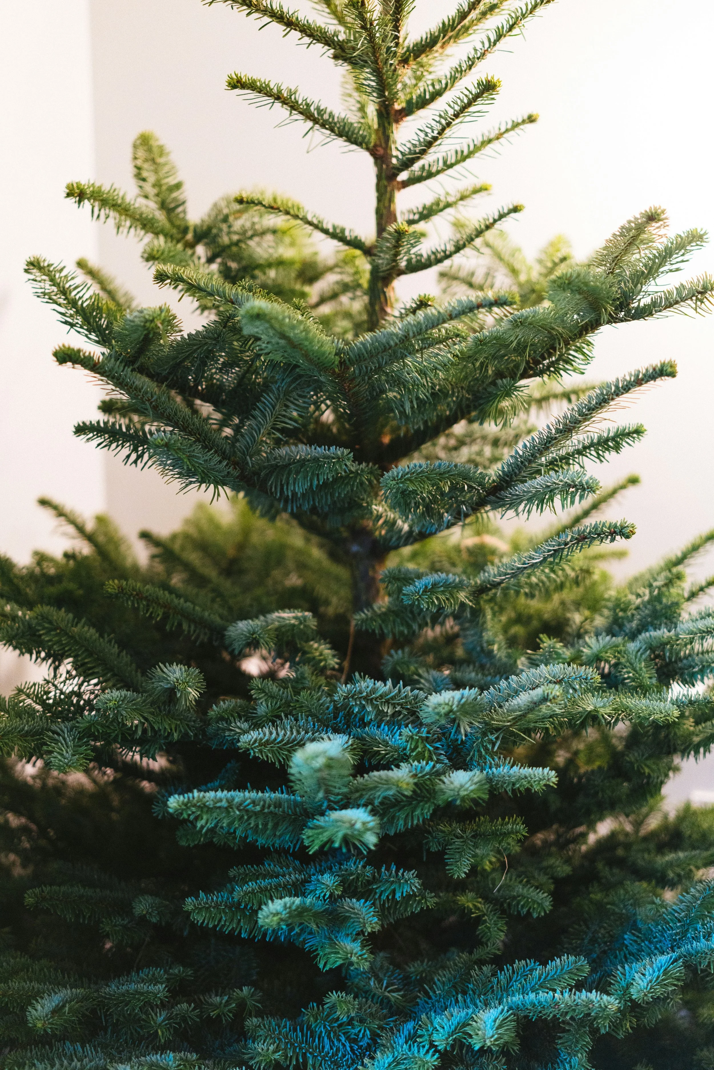 Close-up of a Noble fir Christmas tree with branches and needles.
