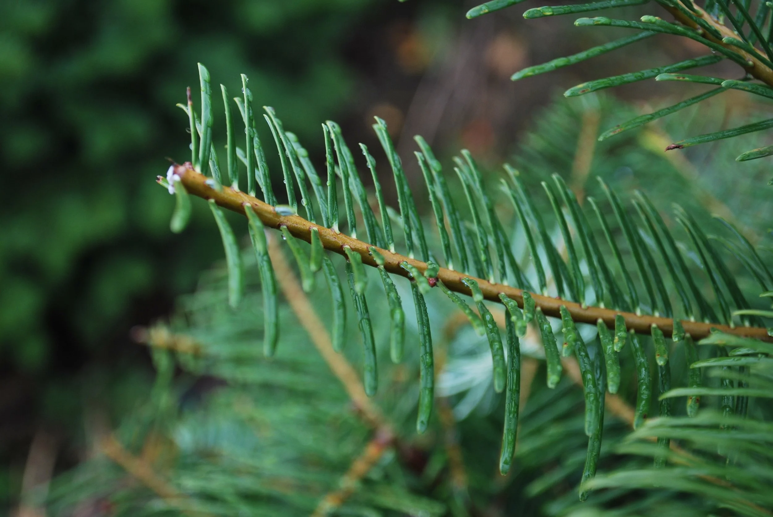 Close-up of green Grand fir tree branches with wet needles.