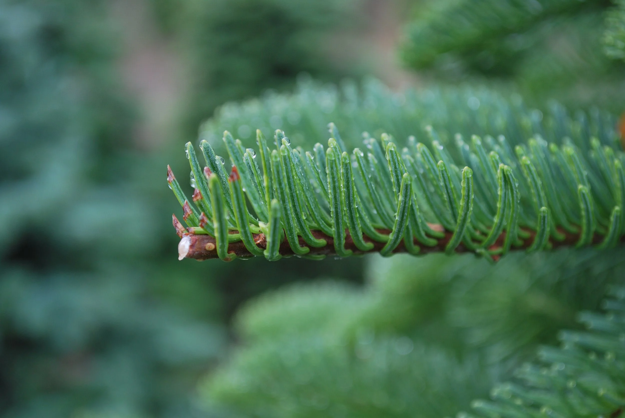 Close-up view of a green Noble fir tree branch with small water droplets on the needles.