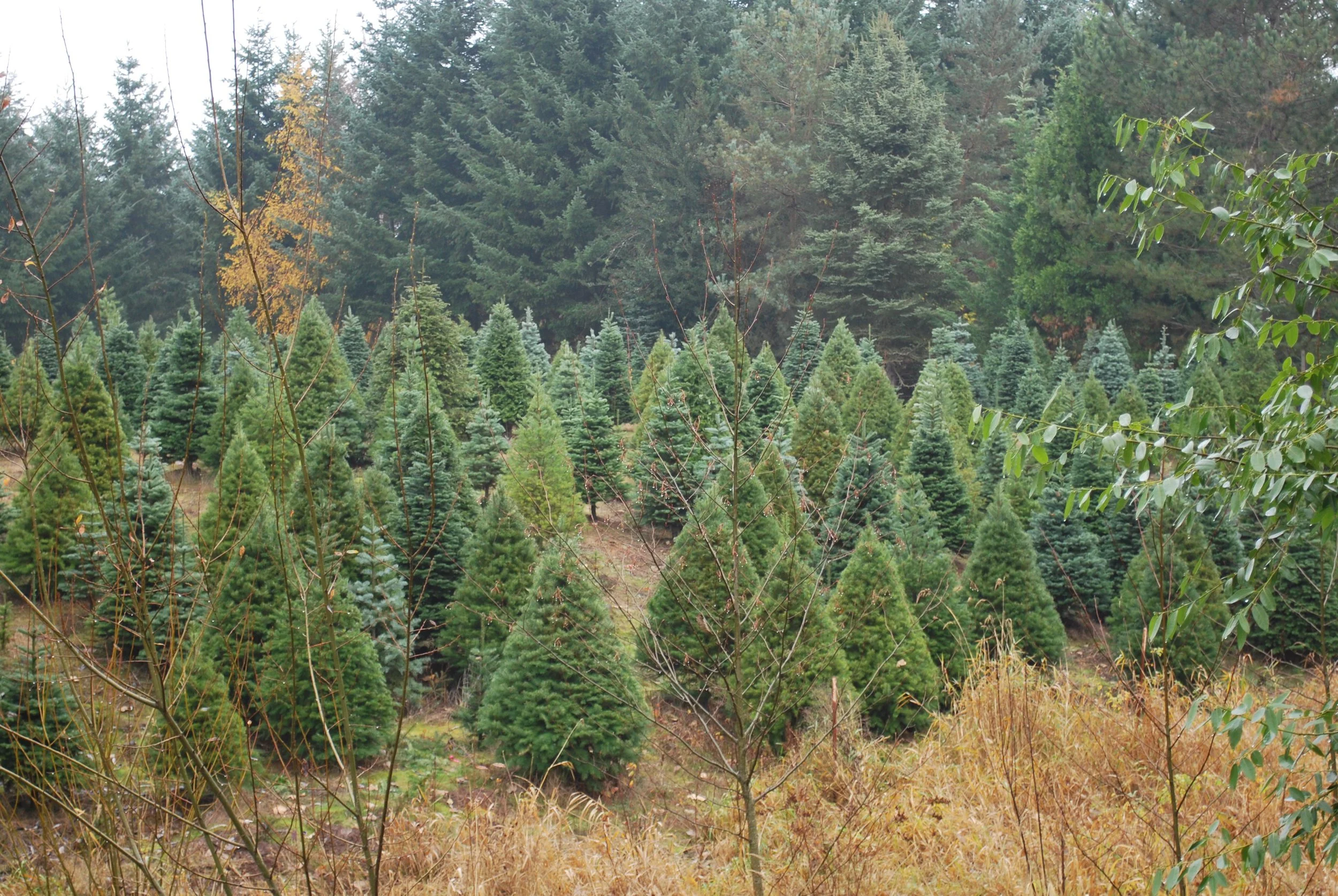 A landscape of coniferous trees, some with yellow and green foliage, in a forested area during autumn.
