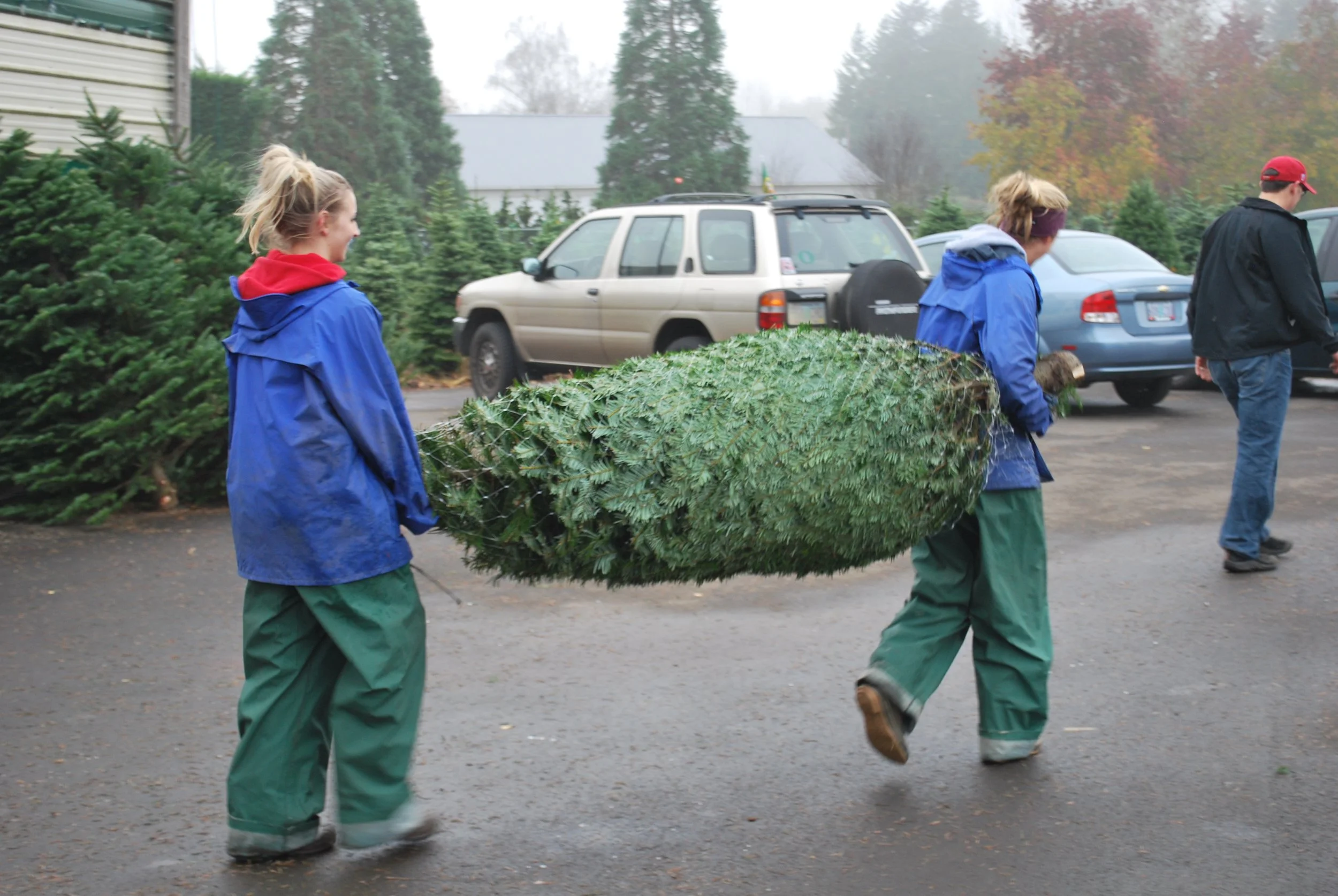 Two people carrying a large, cut Christmas tree outdoors, with overcast weather and parked cars in the background.