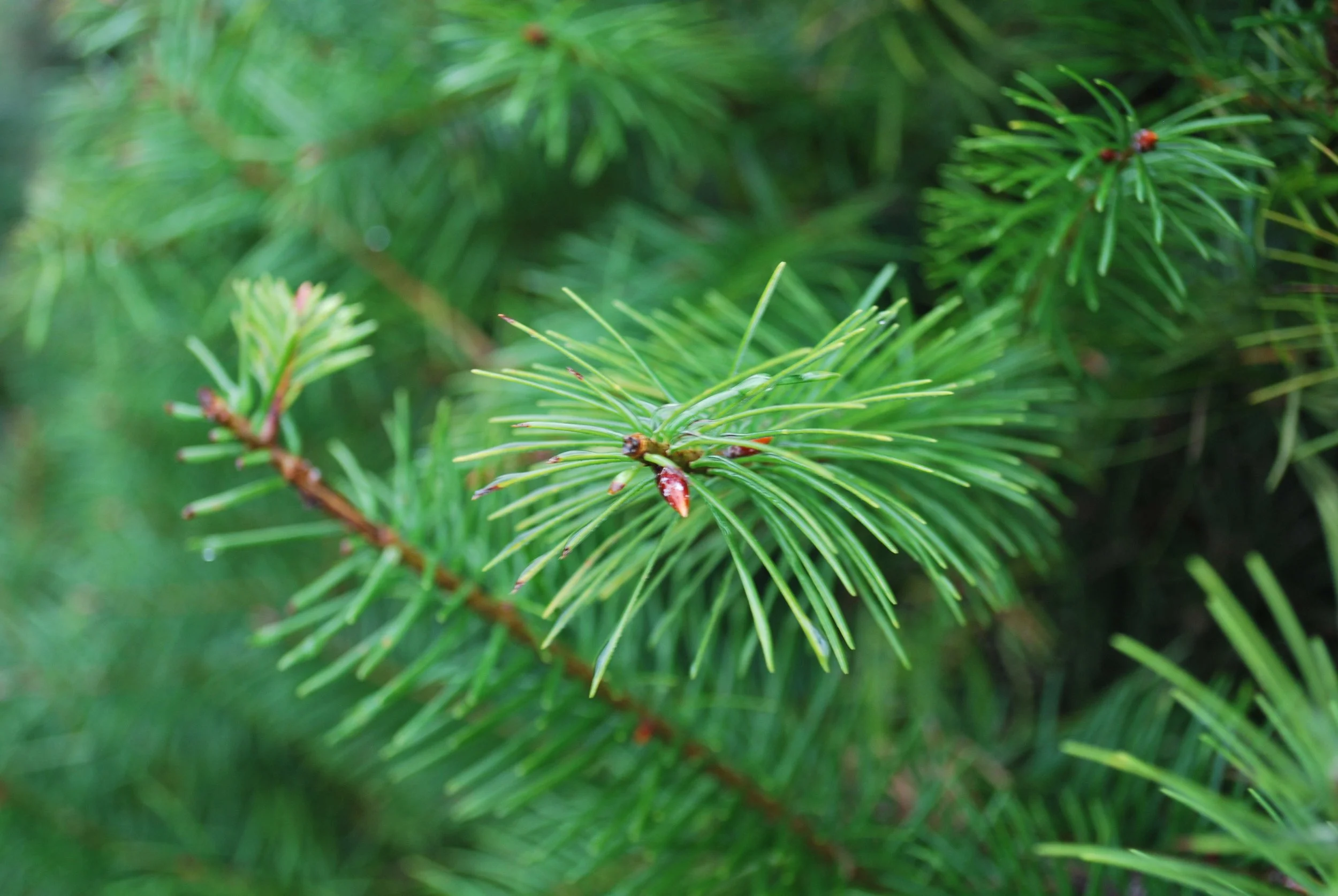 Close-up of Douglas fir tree branches with green needles.