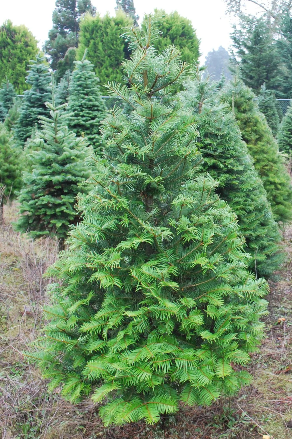 Small Grand fir Christmas tree outdoors with other similar trees in the background.