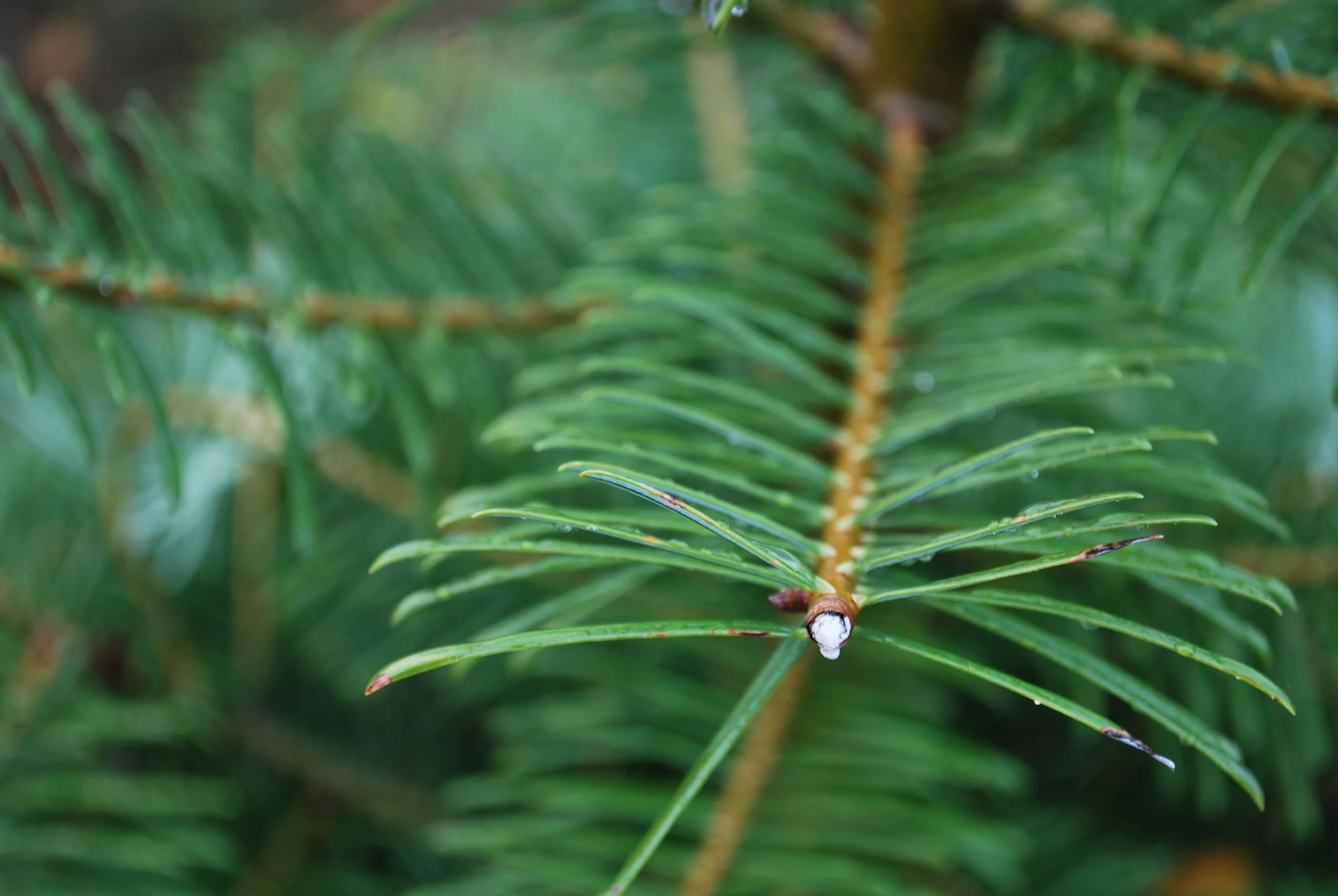 Close-up of a green Grand fir branch with sharp needles.