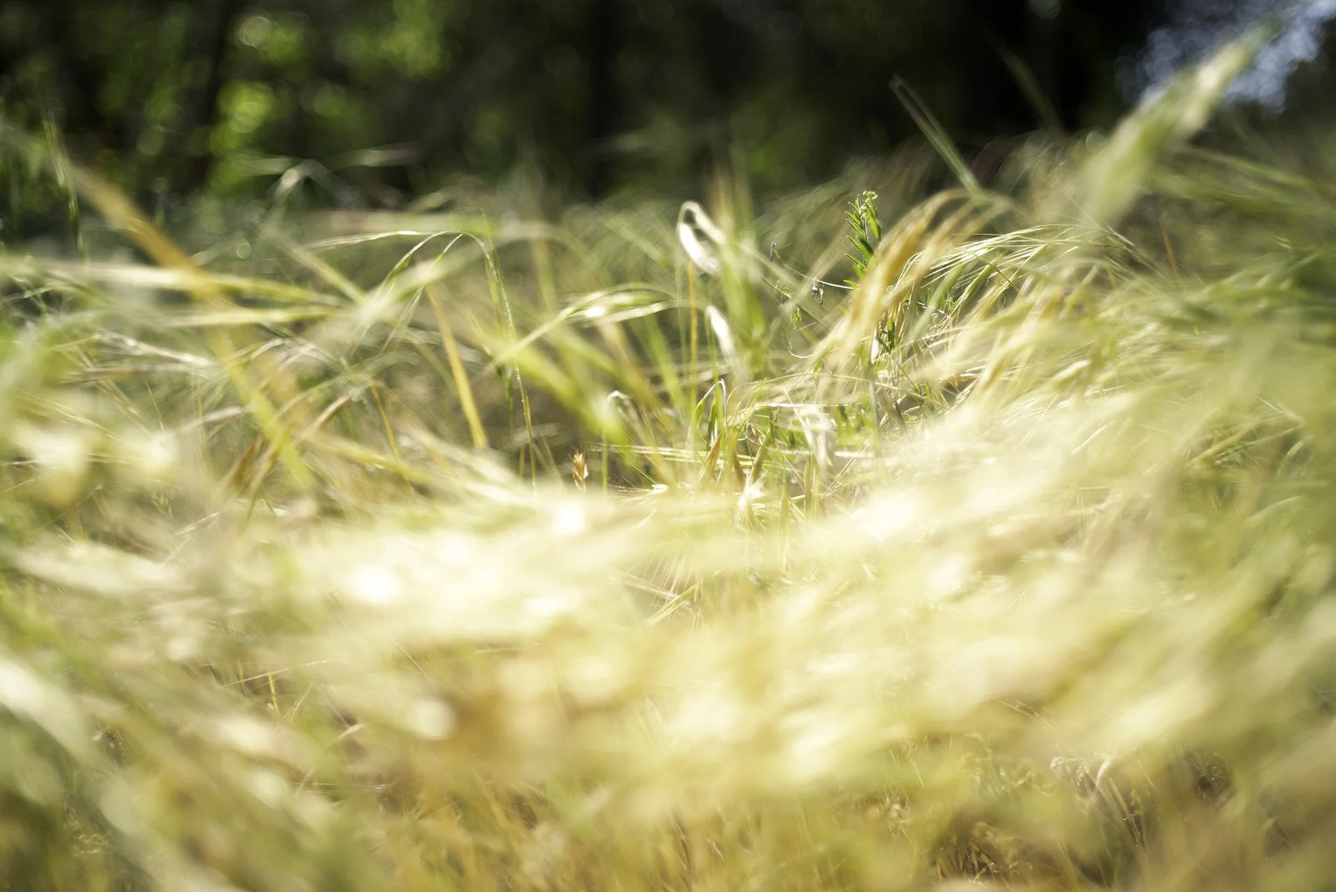 130_2104210_CHOINUMNI PARK_©SLP-Edit.jpg