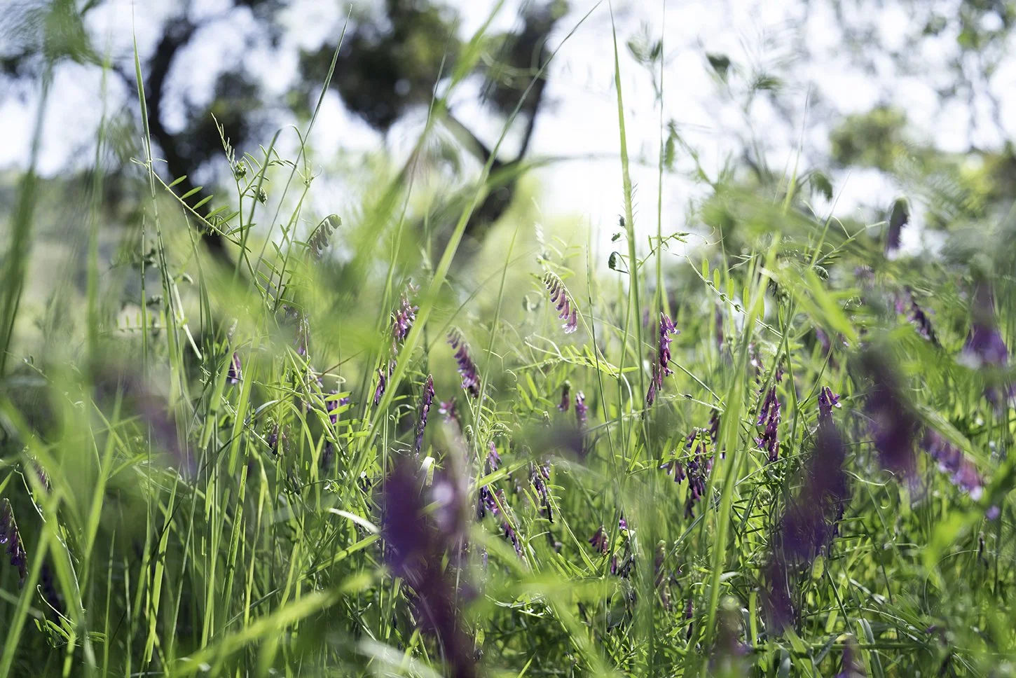 194_2104210_CHOINUMNI PARK_©SLP.jpg