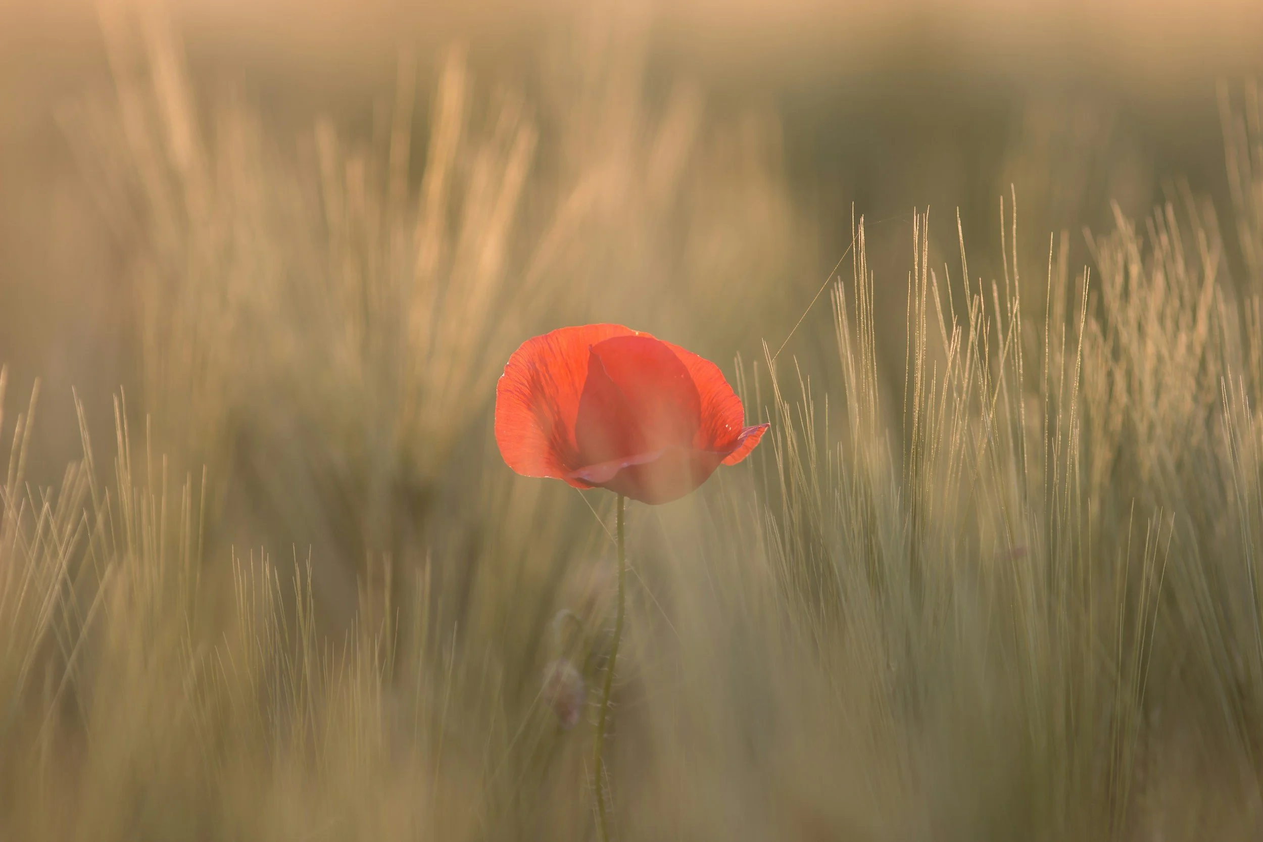 A single red poppy flower standing amidst tall, golden wheat or grass with a soft, blurred background and warm sunlight.