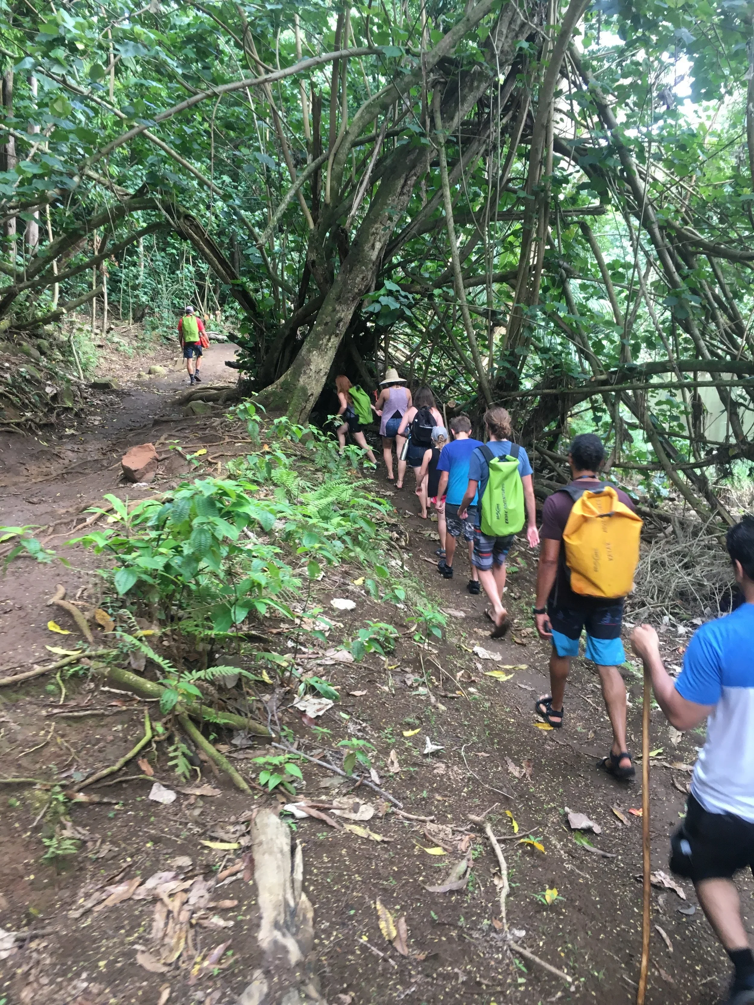 Group of people hiking on a forest trail with dense greenery and twisted tree branches overhead.