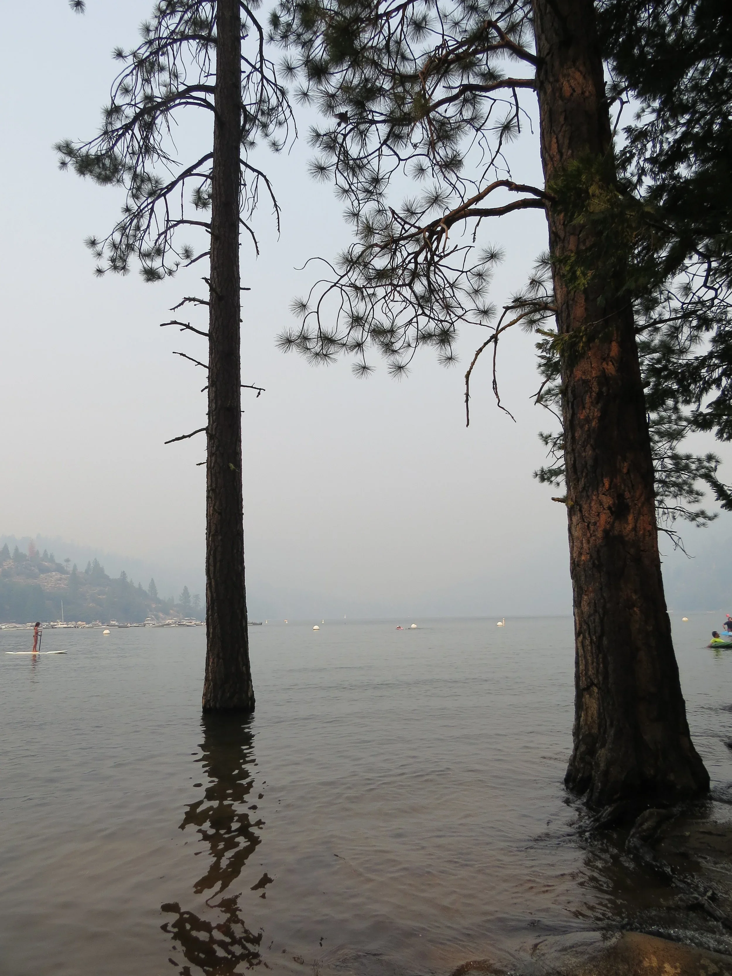 Pine trees standing in shallow water near a foggy lake, with boats and paddleboarders in the distance.