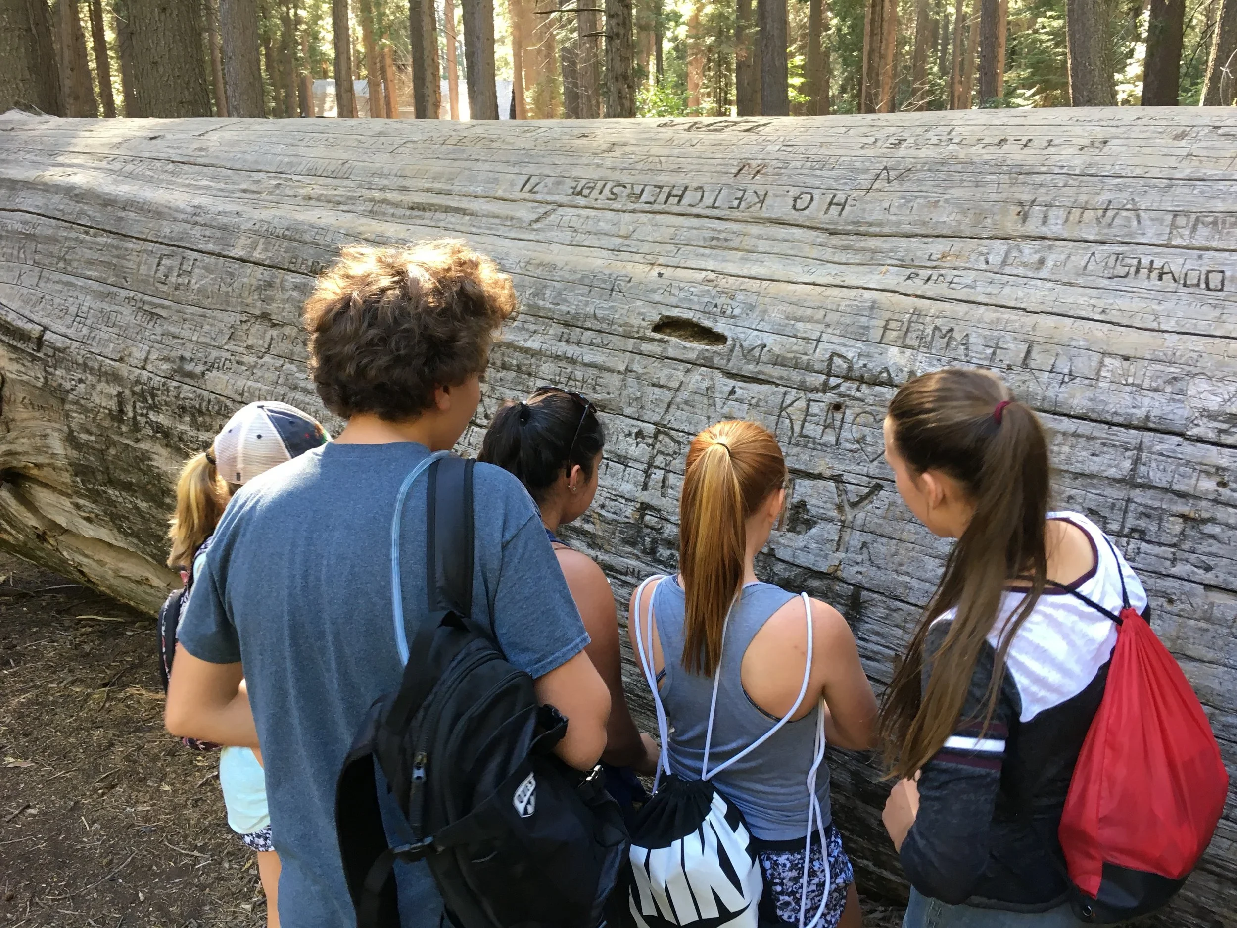 Group of five people looking at a large fallen tree trunk with carvings in a forest.