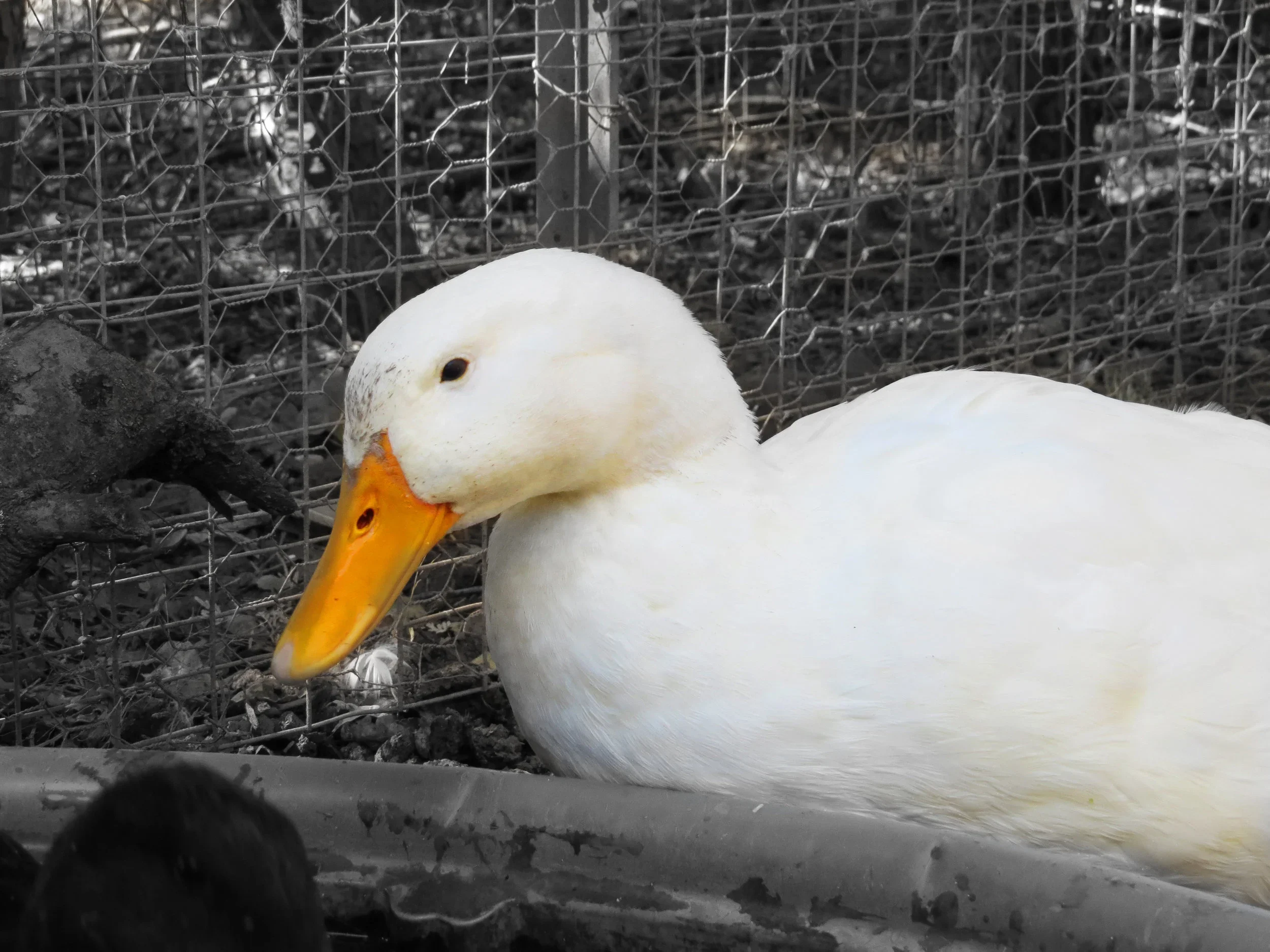 A white duck with an orange bill sitting on the ground behind a wire fence, with other ducks and debris visible in the background.