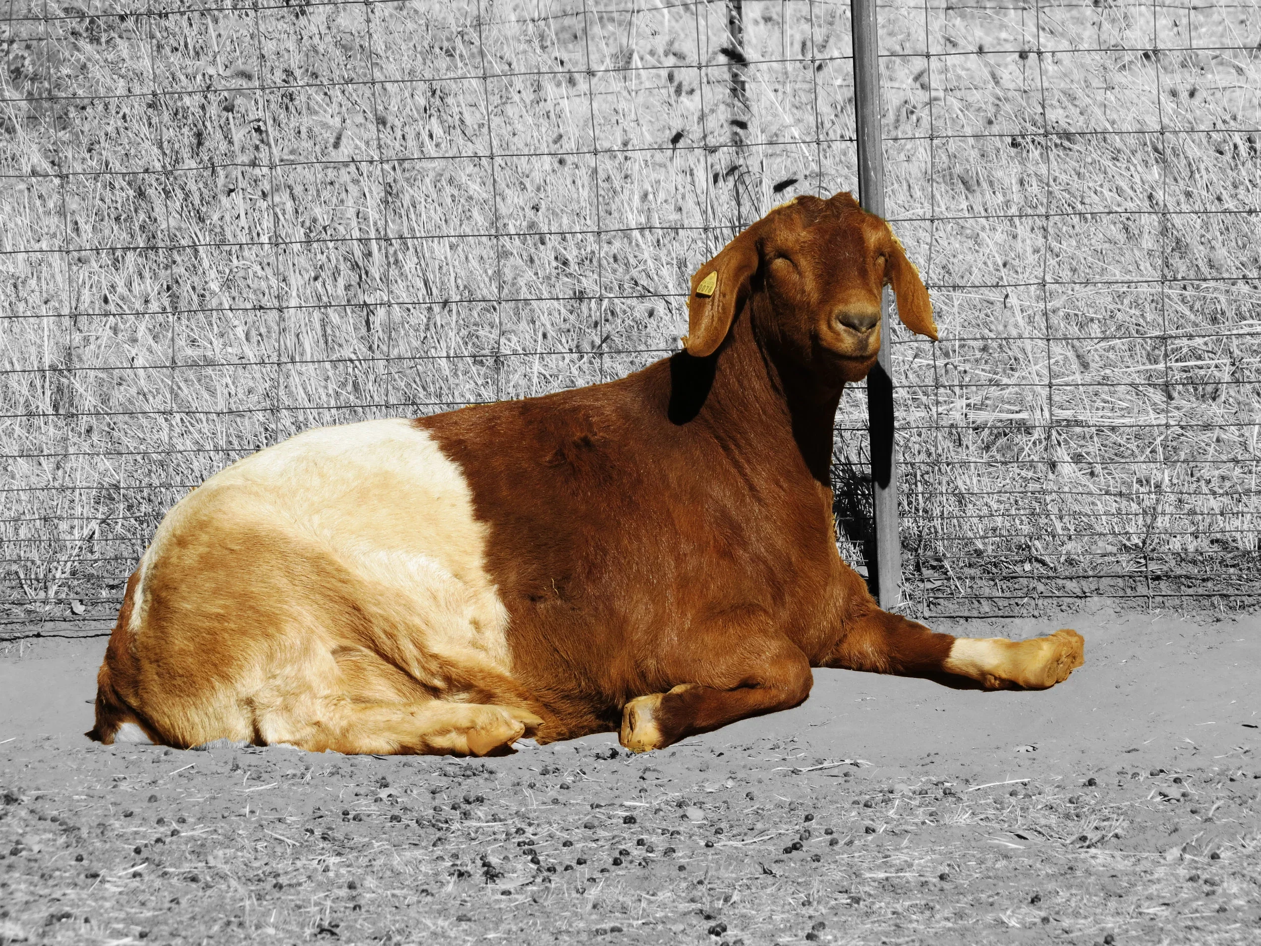 A brown and white goat resting on the ground against a wire fence, with some grass and weeds in the background.